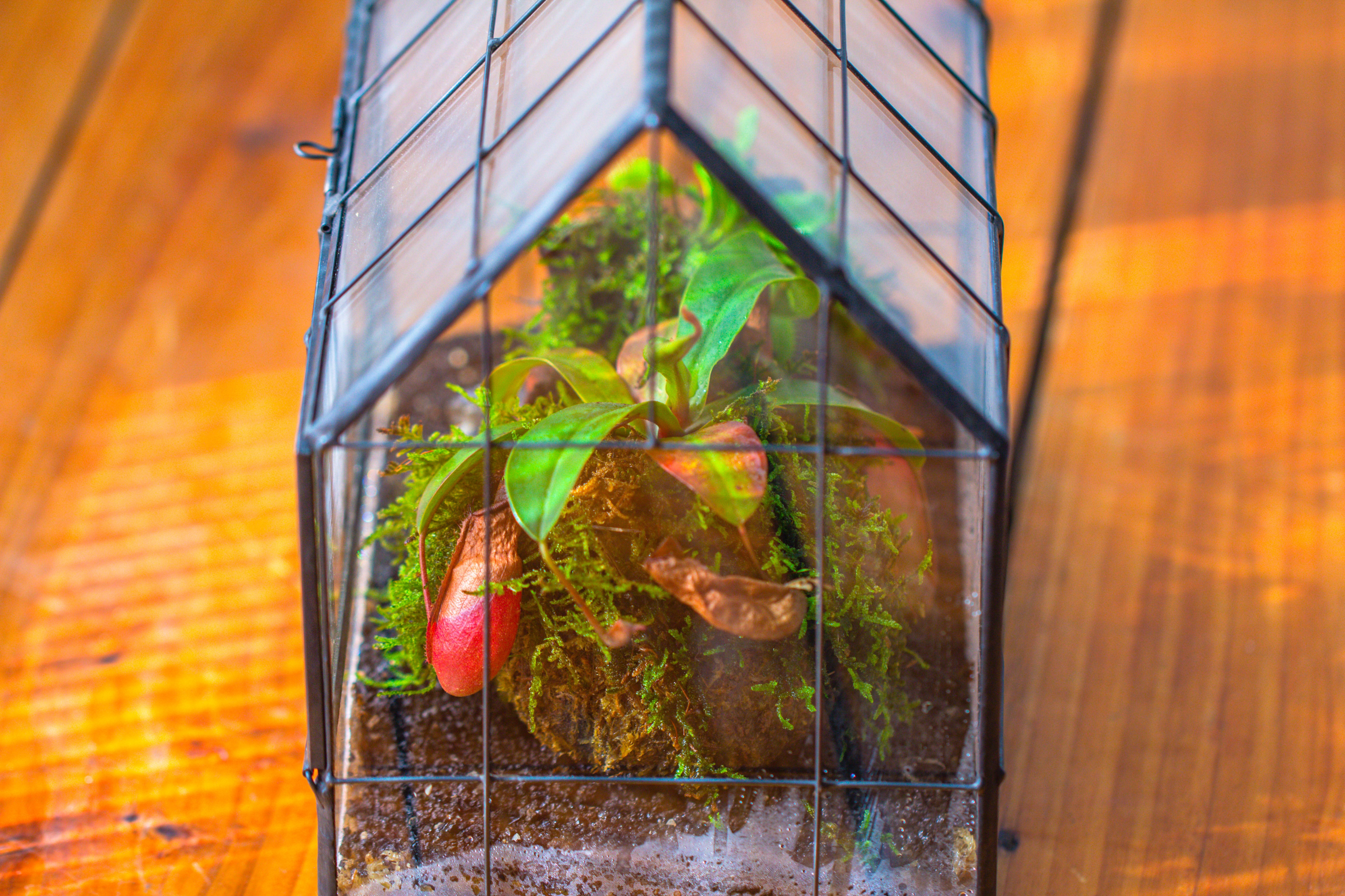 Vintge Greenhouse inspired tin and glass geometric Terrarium, side door, Close, for moss, fern, shade plants, micro landscape - NCYPgarden