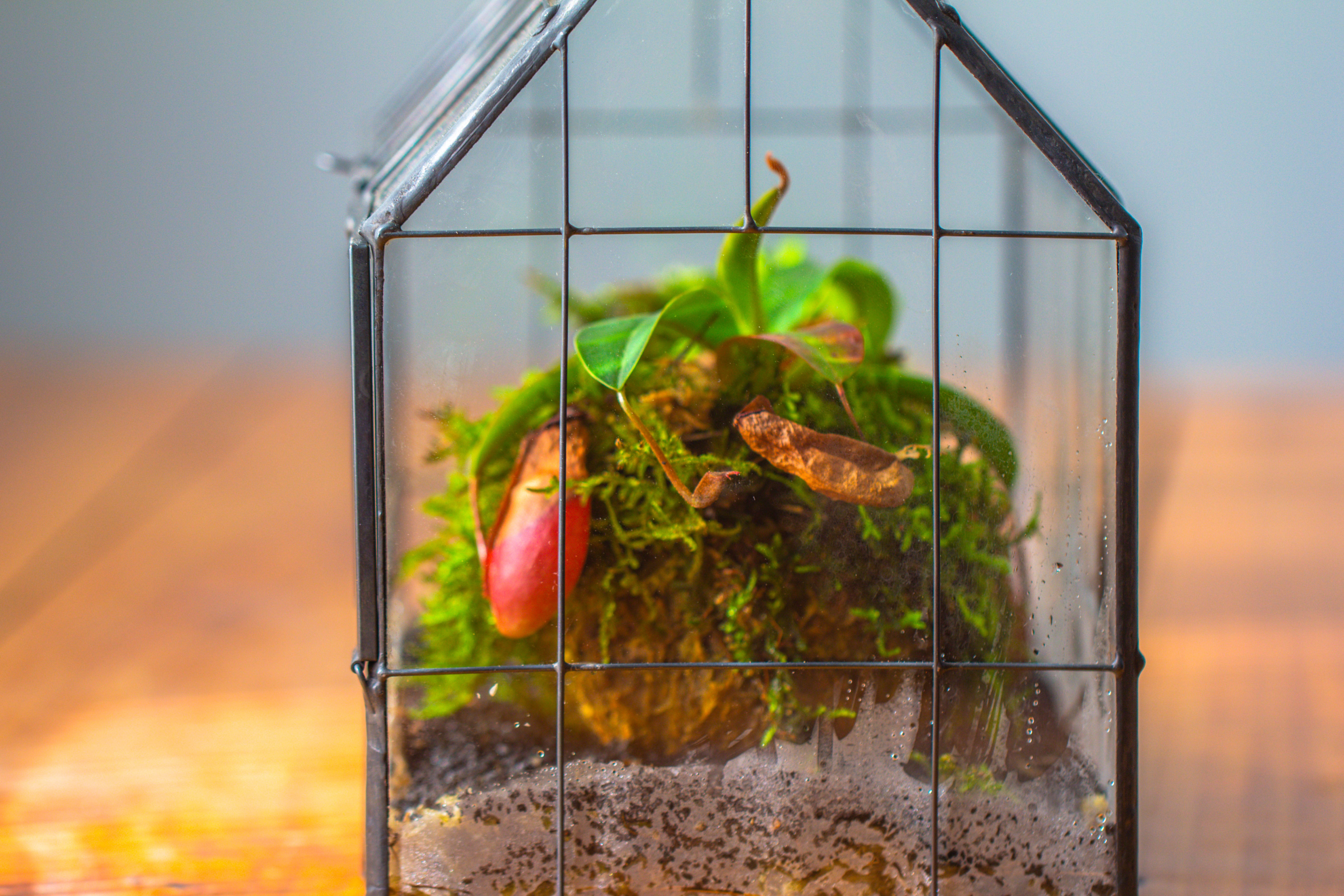 Vintge Greenhouse inspired tin and glass geometric Terrarium, side door, Close, for moss, fern, shade plants, micro landscape - NCYPgarden