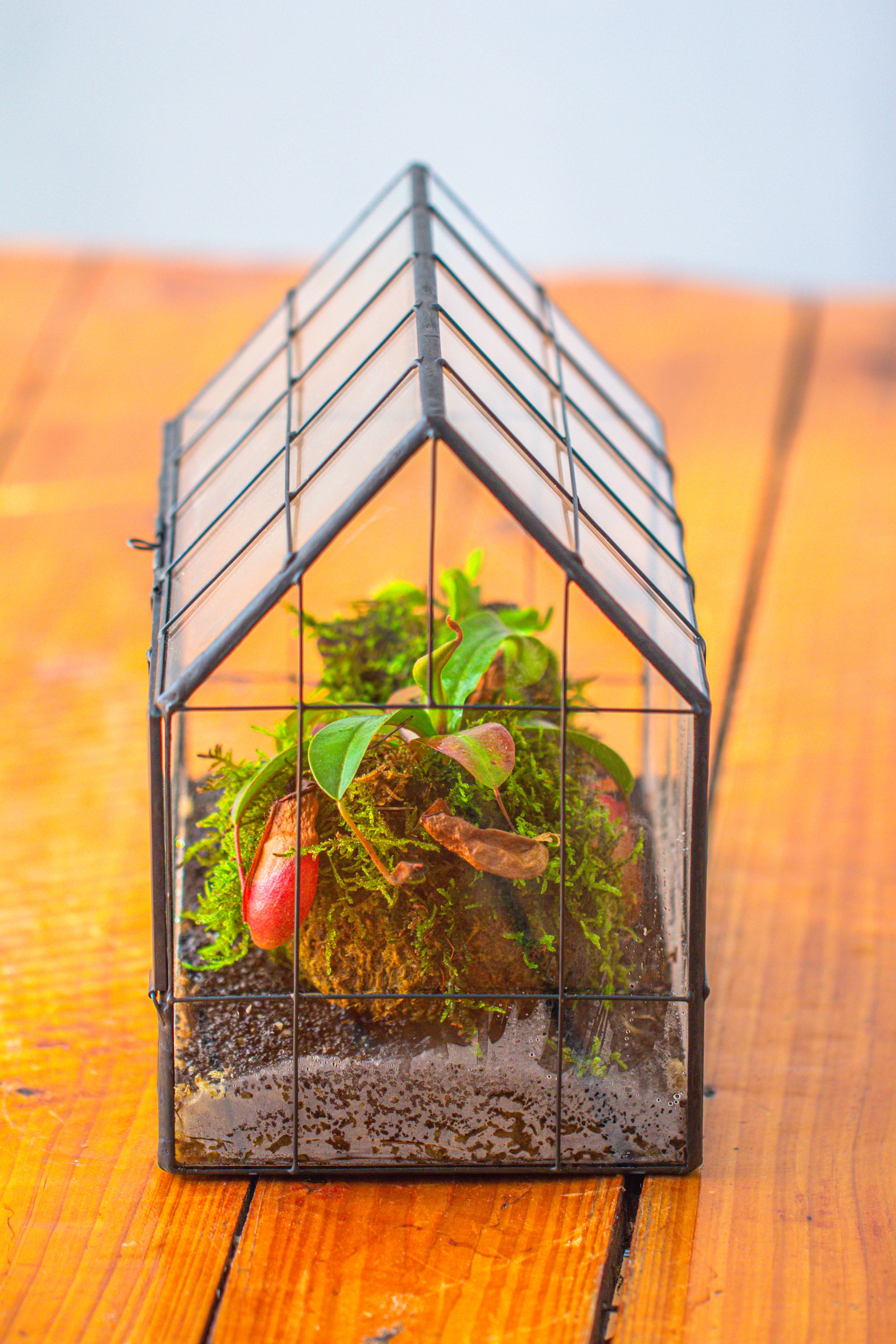 Vintge Greenhouse inspired tin and glass geometric Terrarium, side door, Close, for moss, fern, shade plants, micro landscape - NCYPgarden