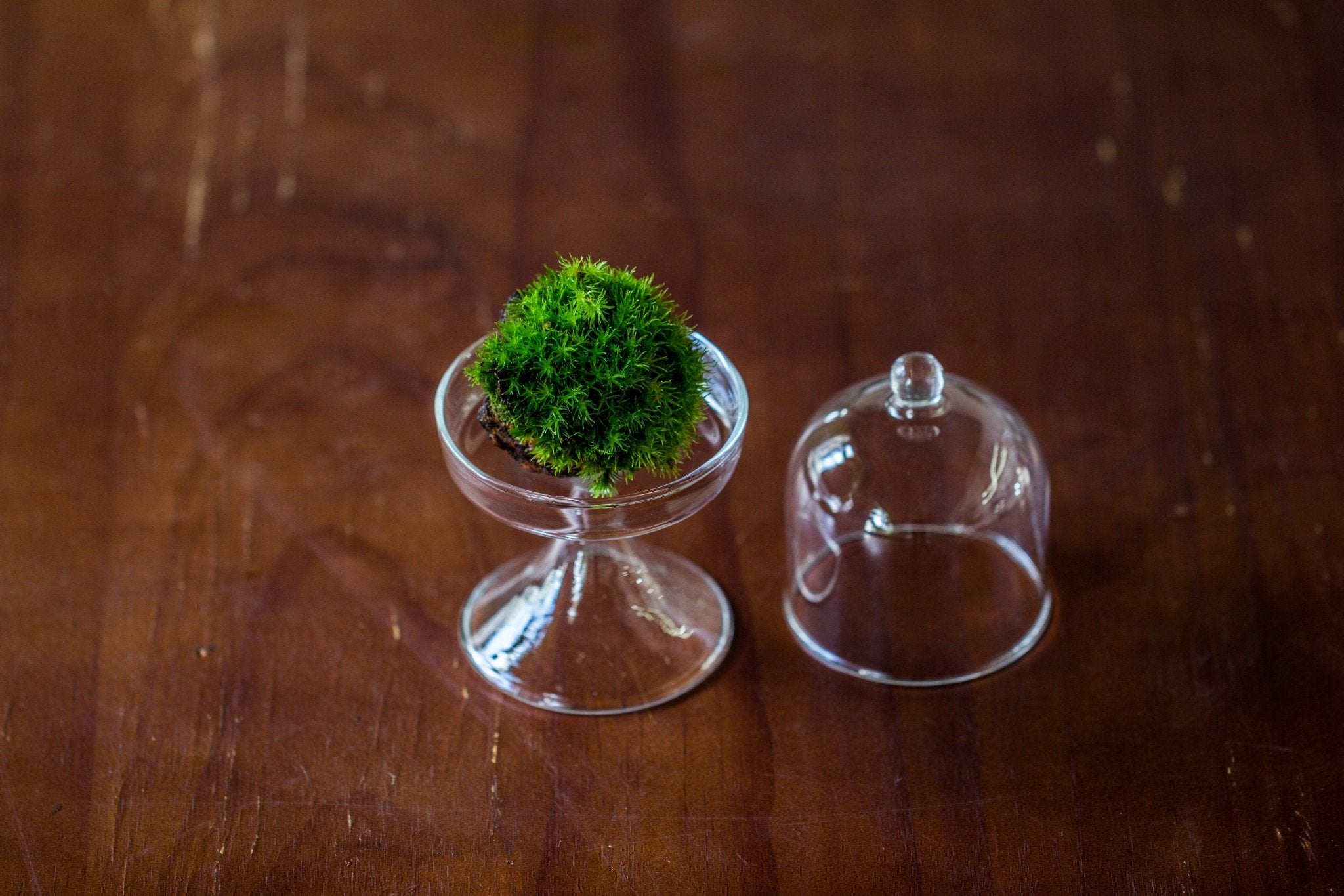3 units Mini glass serve stand dome cloche set 7x12.8cm - NCYPgarden