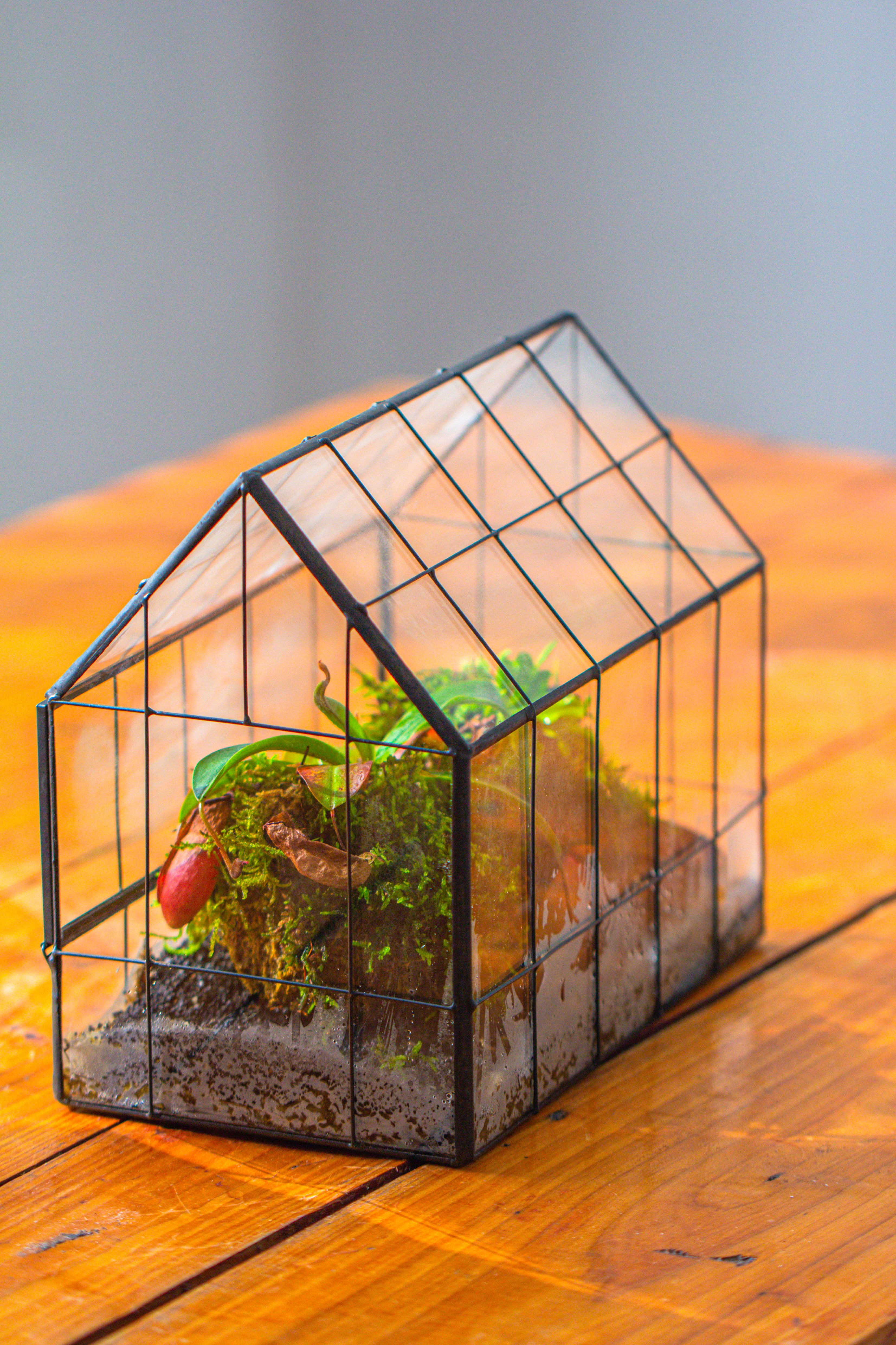 Vintge Greenhouse inspired tin and glass geometric Terrarium, side door, Close, for moss, fern, shade plants, micro landscape - NCYPgarden