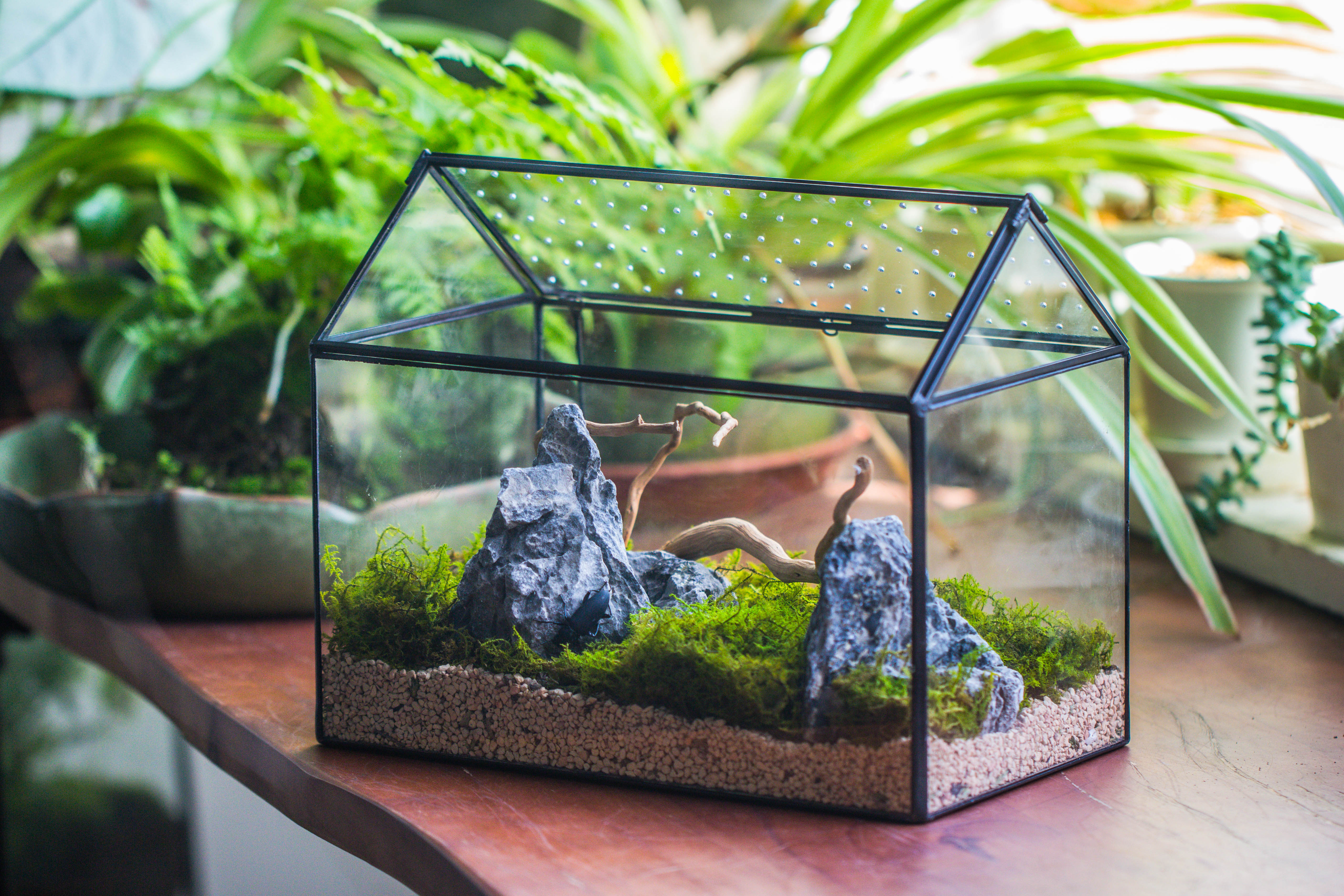 Handmade Close House-shaped Glass Terrarium Enclosure, with Acrylic Mesh Vent, for Jumping Spider, Snail Habitat, Terrarium Only - NCYPgarden