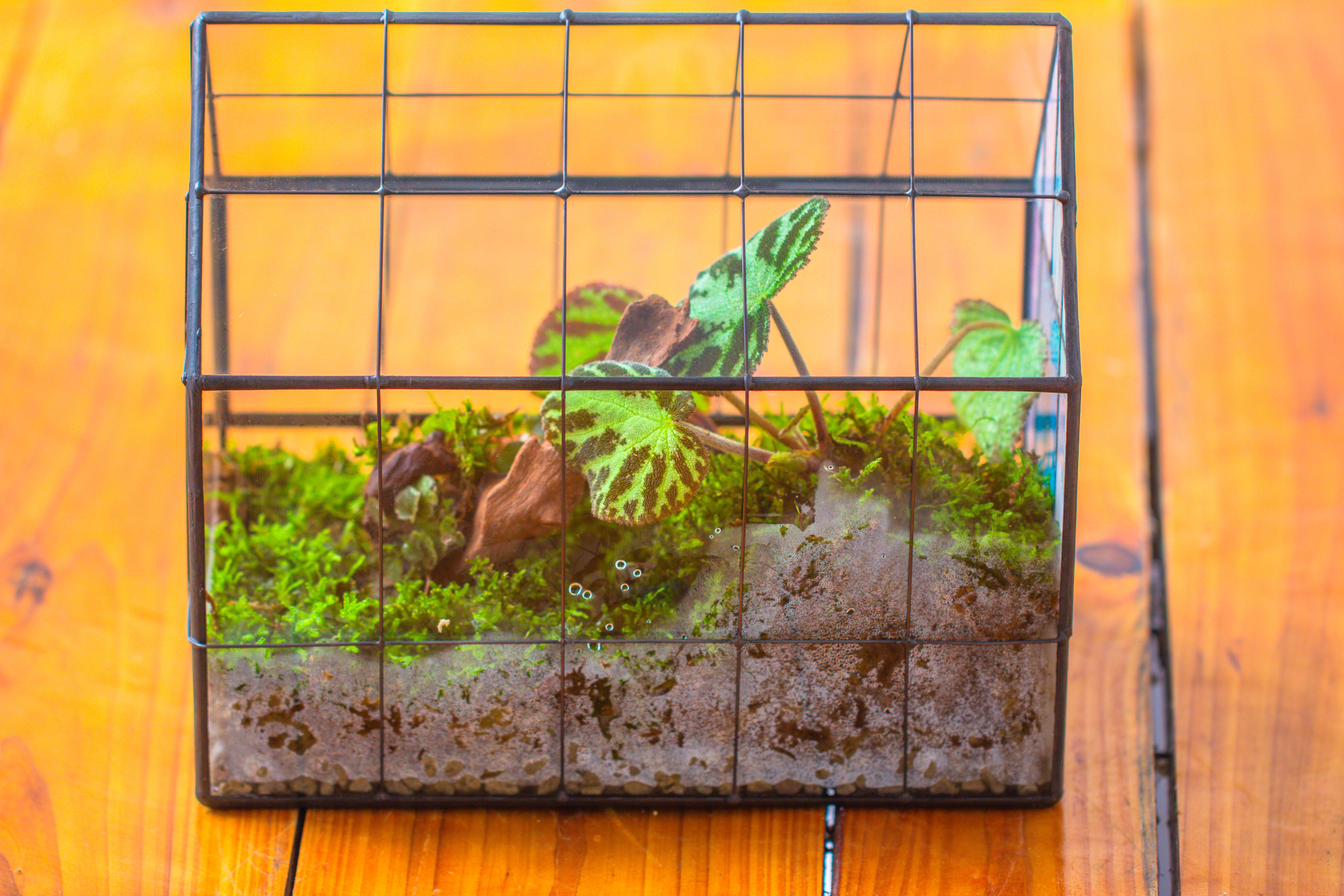 Blue Pink White  Stained Glass House Shape Geometric Terrarium, Vintage Style, Close - NCYPgarden