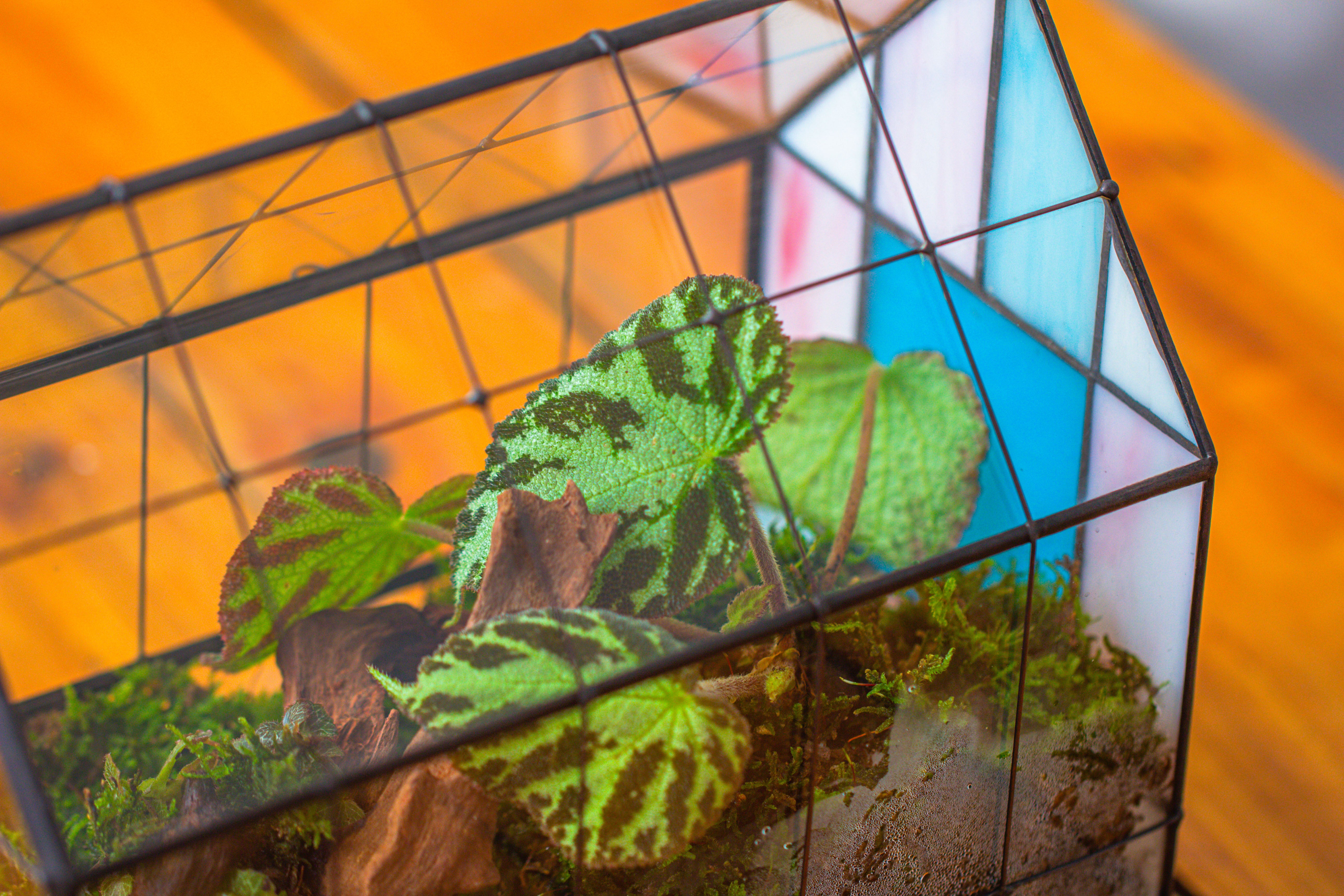 Blue Pink White  Stained Glass House Shape Geometric Terrarium, Vintage Style, Close - NCYPgarden