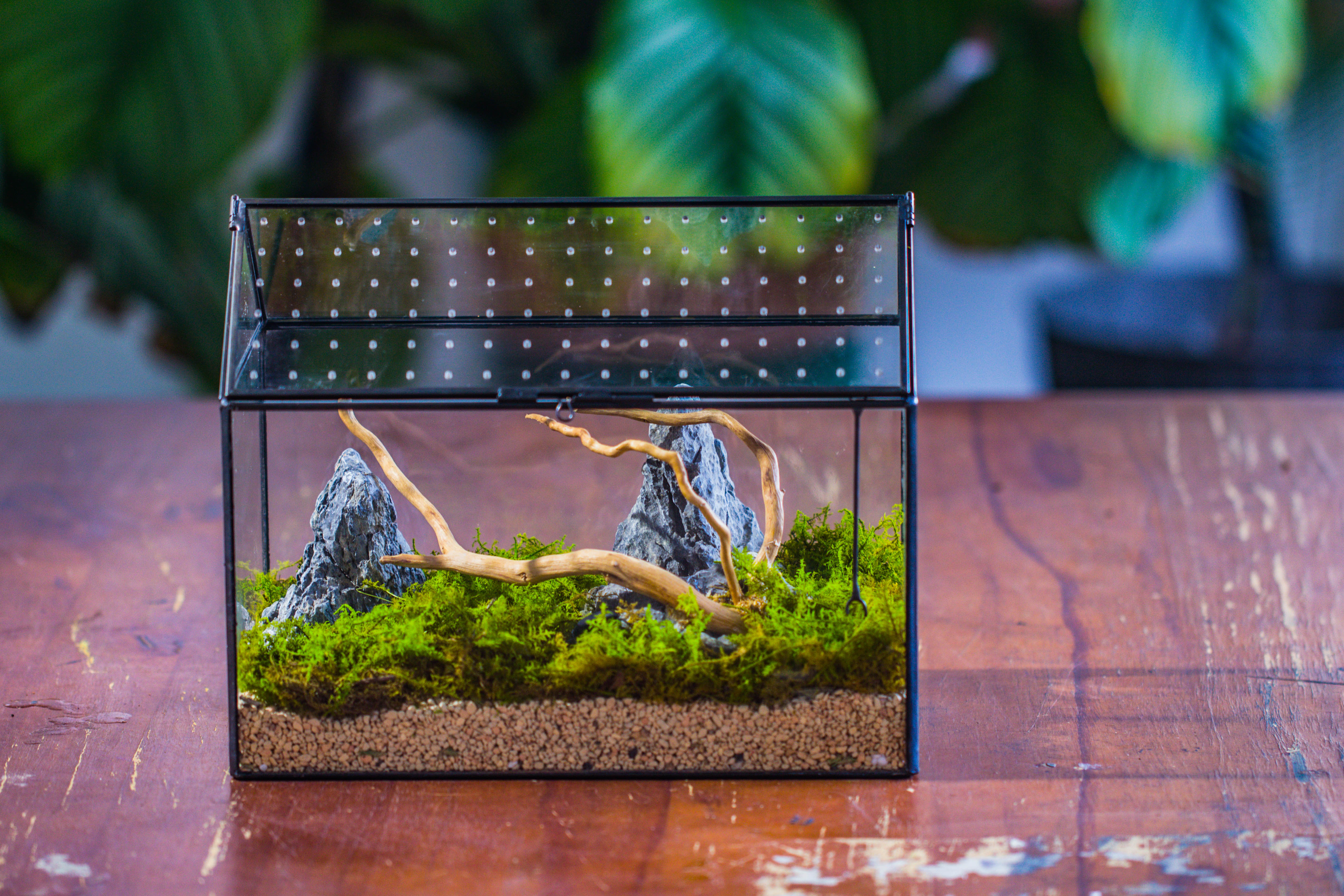 Handmade Close House-shaped Glass Terrarium Enclosure, with Acrylic Mesh Vent, for Jumping Spider, Snail Habitat, Terrarium Only - NCYPgarden