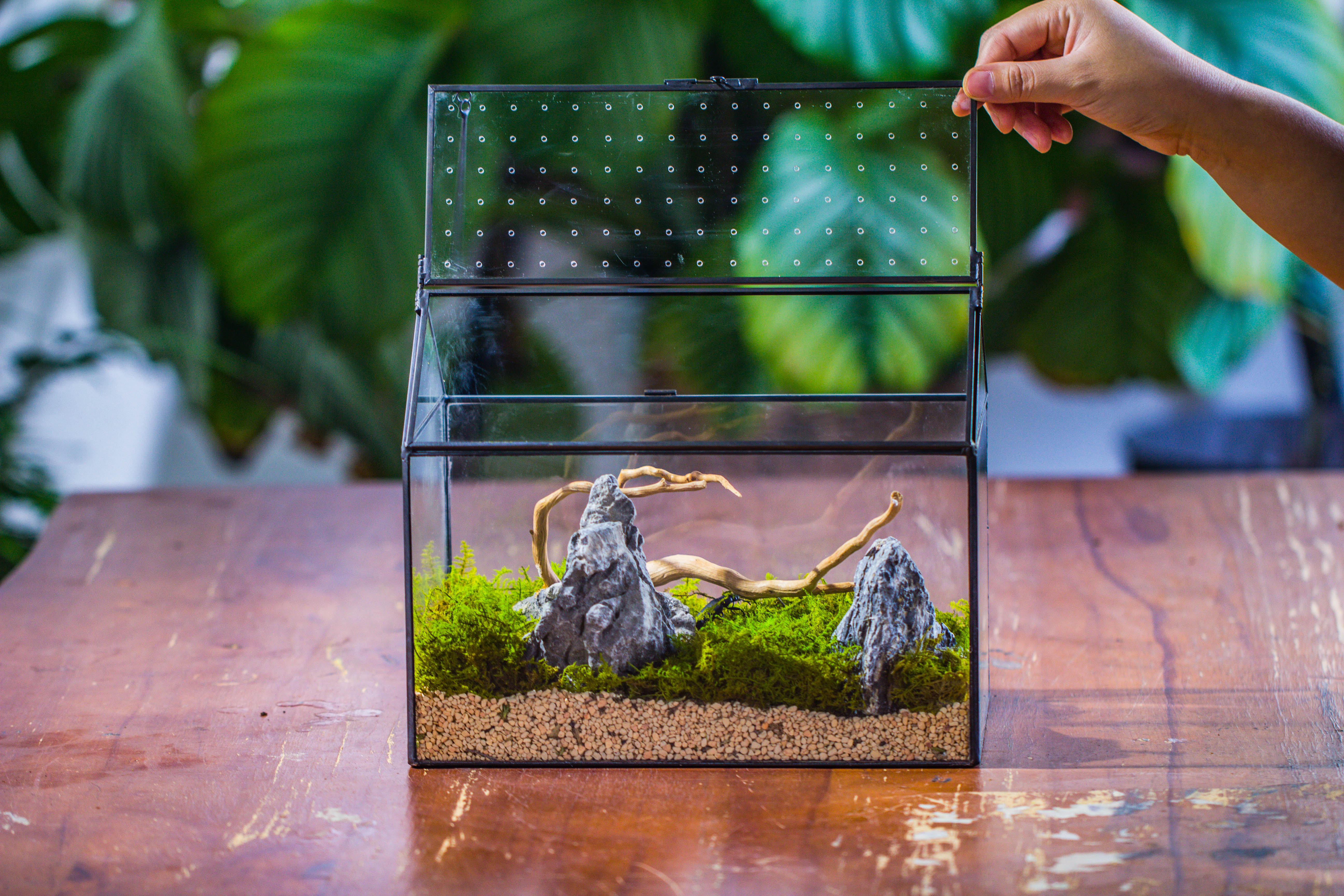 Handmade Close House-shaped Glass Terrarium Enclosure, with Acrylic Mesh Vent, for Jumping Spider, Snail Habitat, Terrarium Only - NCYPgarden