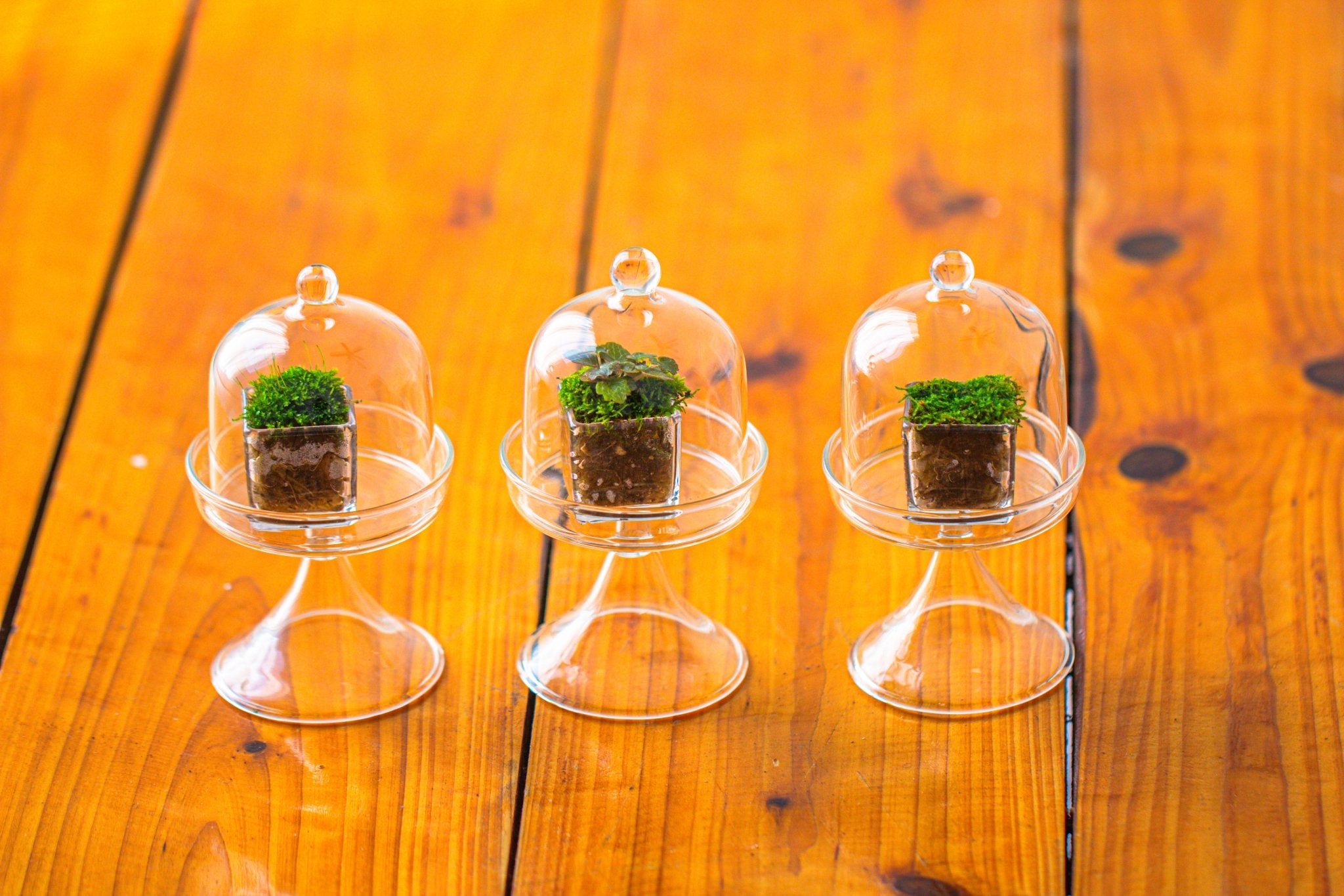 3 units Mini glass serve stand dome cloche set 7x12.8cm - NCYPgarden