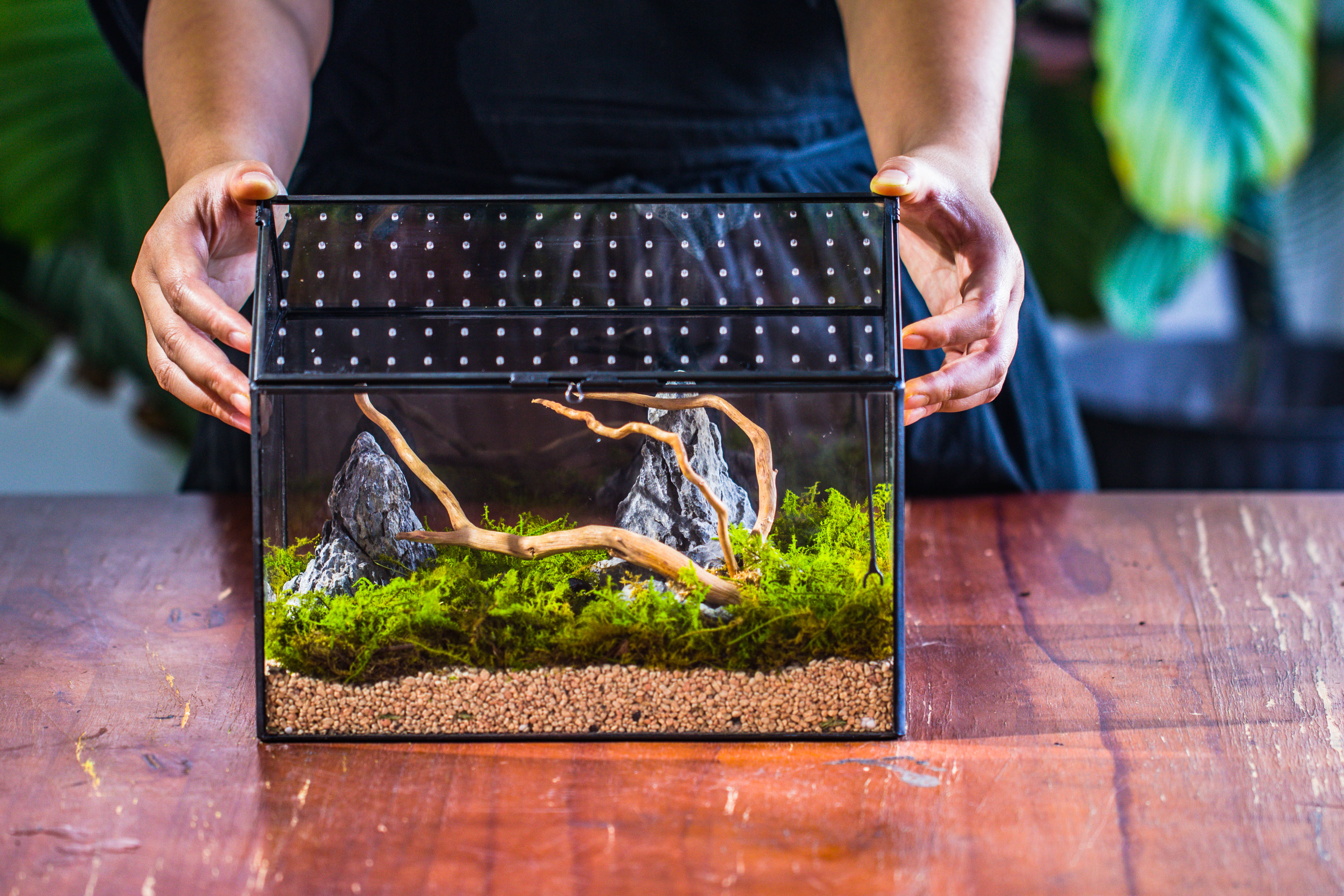 Handmade Close House-shaped Glass Terrarium Enclosure, with Acrylic Mesh Vent, for Jumping Spider, Snail Habitat, Terrarium Only - NCYPgarden