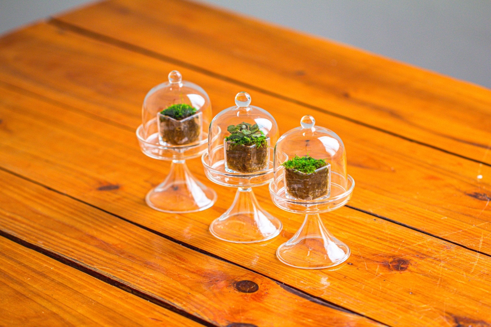 3 units Mini glass serve stand dome cloche set 7x12.8cm - NCYPgarden
