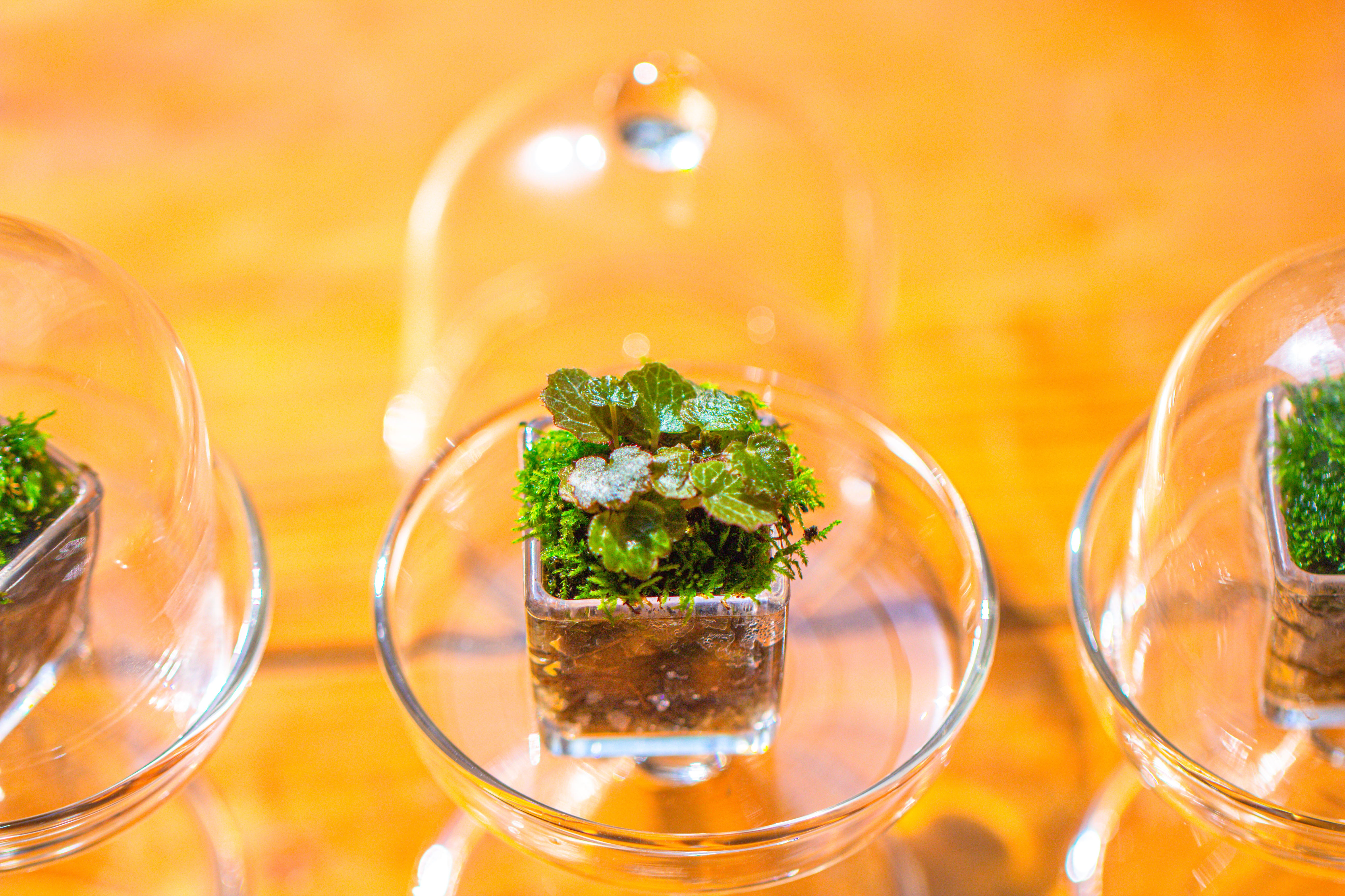 40 units Mini Acrylic Square Pot for Moss -3cm / 1.2" side length - NCYPgarden