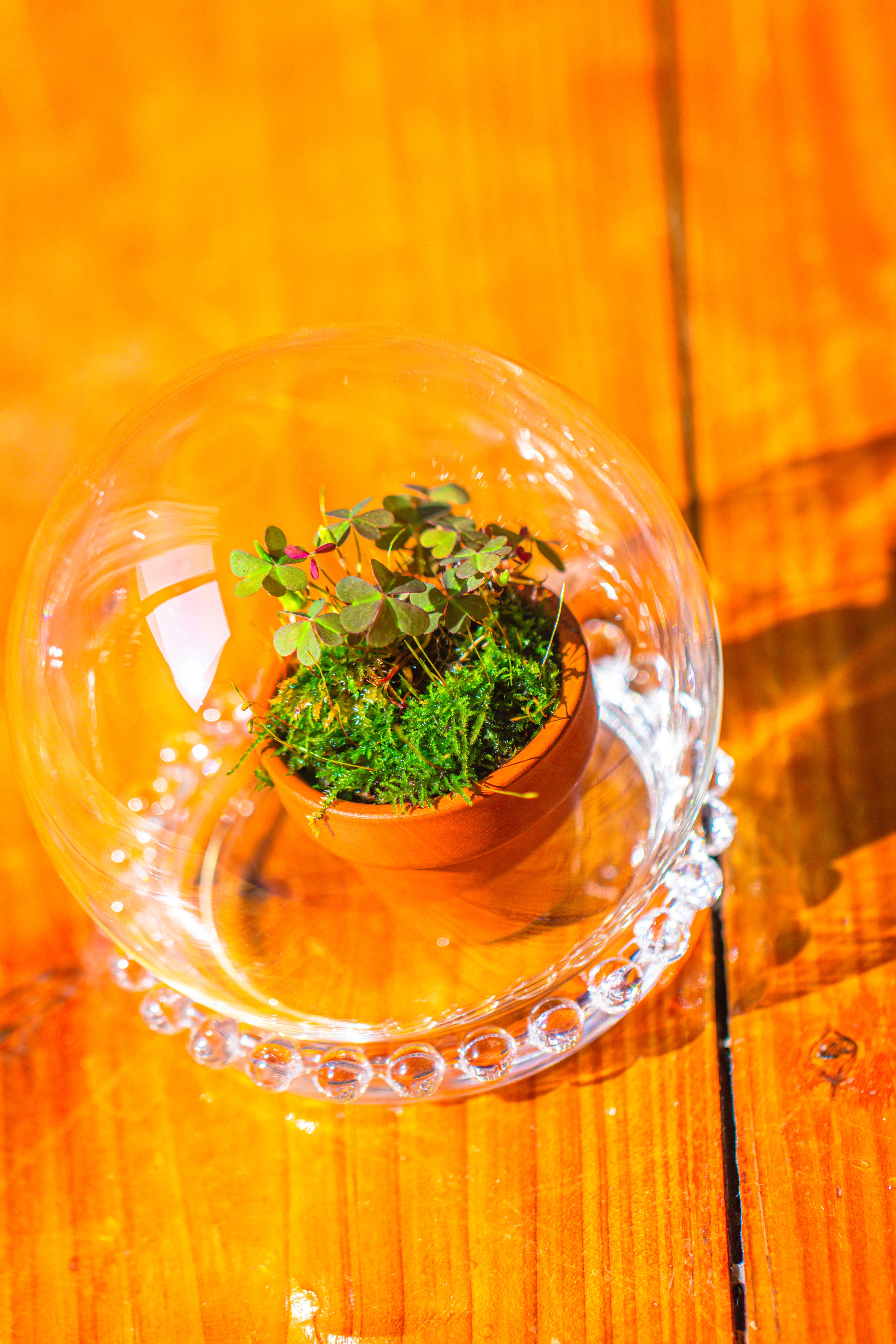 mini glass globe cloche with decorative beaded base 9.5x10.8cm - NCYPgarden