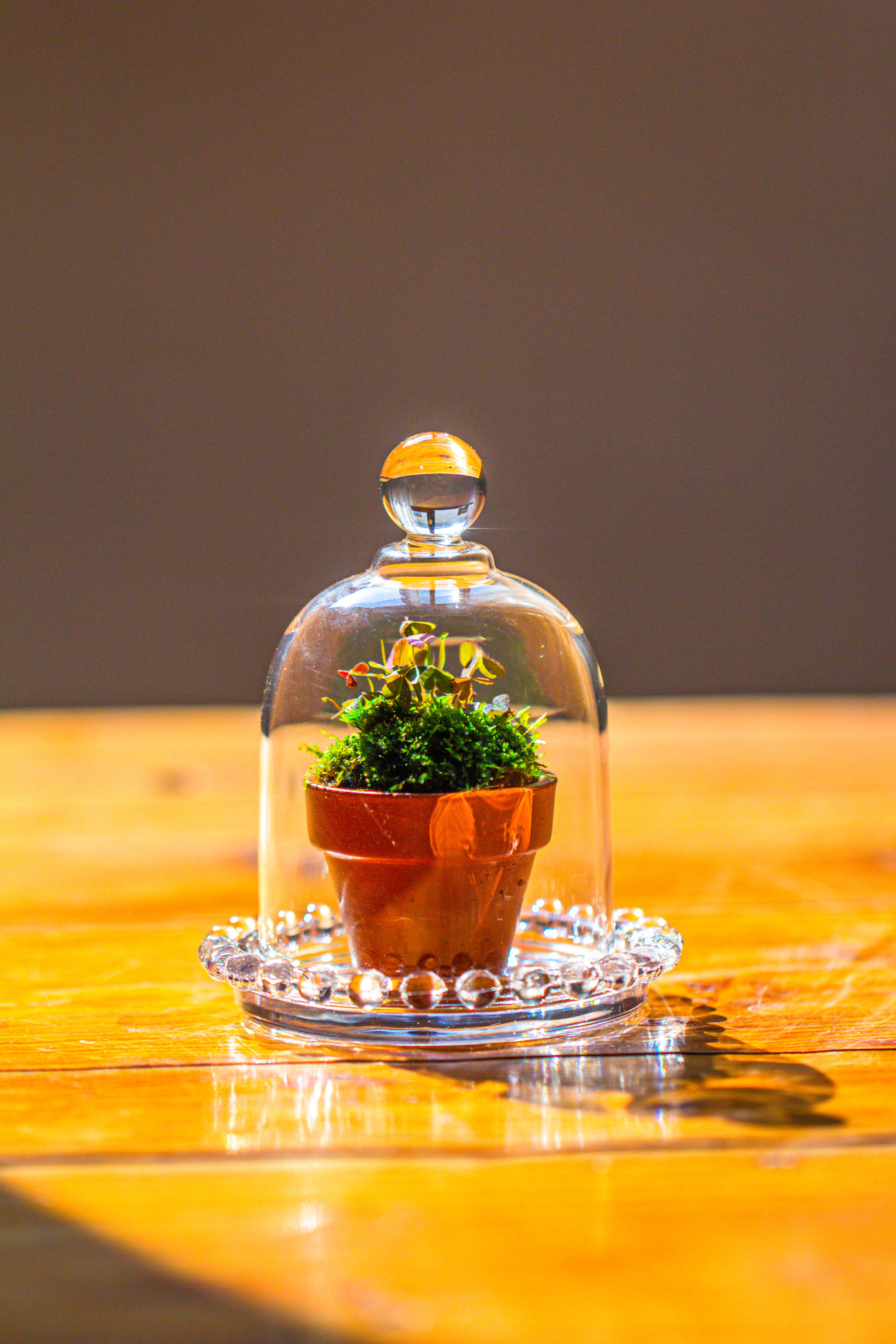 mini bell shape glass cloche dome with beaded decorative base 9.5x14cm - NCYPgarden