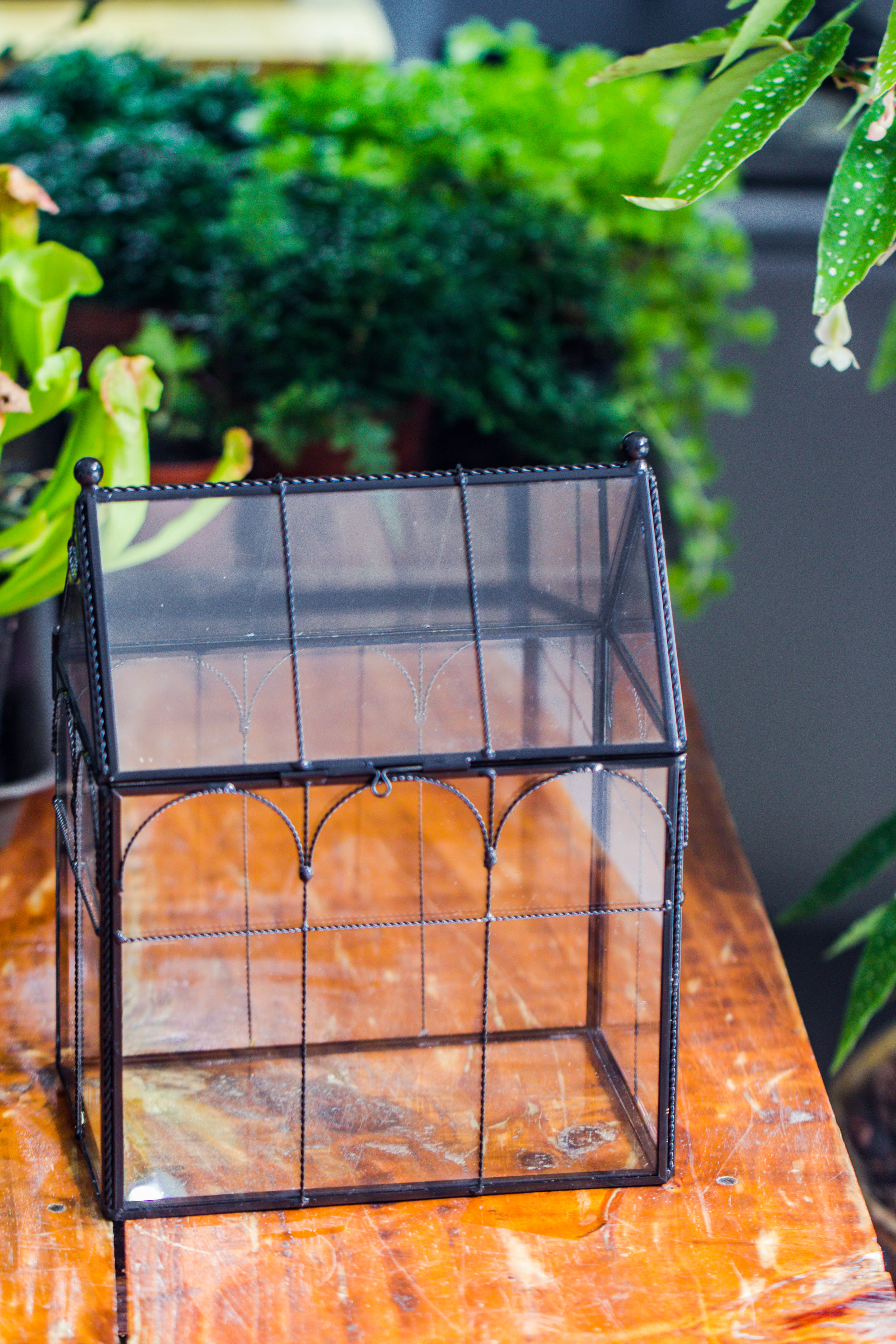 NCYP Tall Glass Geometric Terrarium Brass Twisted Brass Wire Decorated Black Vintage House Shape for Insect Snail Moss Succulents Cacti Air Plant - NCYPgarden