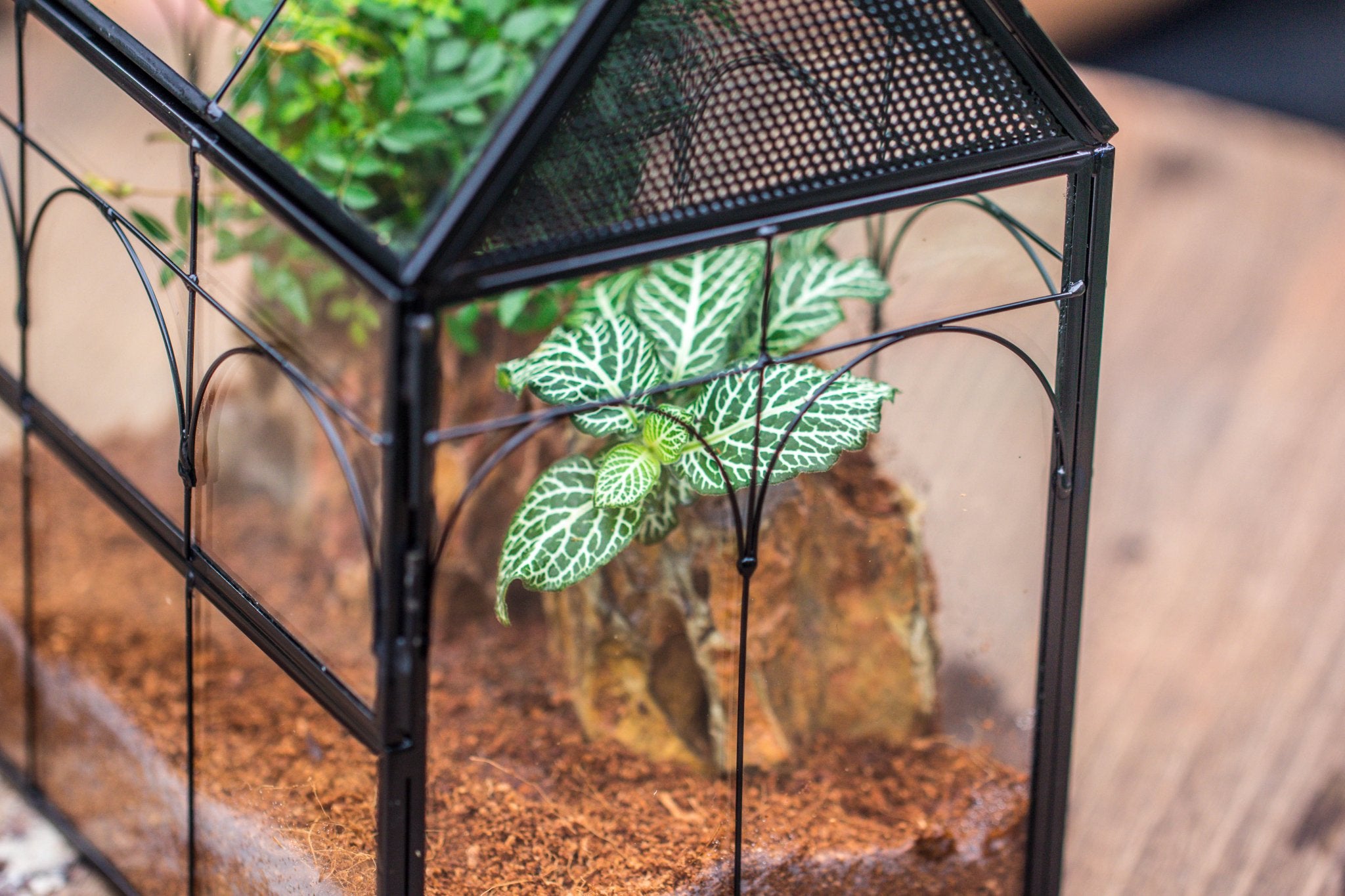 NCYP Vintage House Shape Glass Geometric Terrarium building set, with side door, with Mesh / vent holes for Insects Pet - NCYPgarden