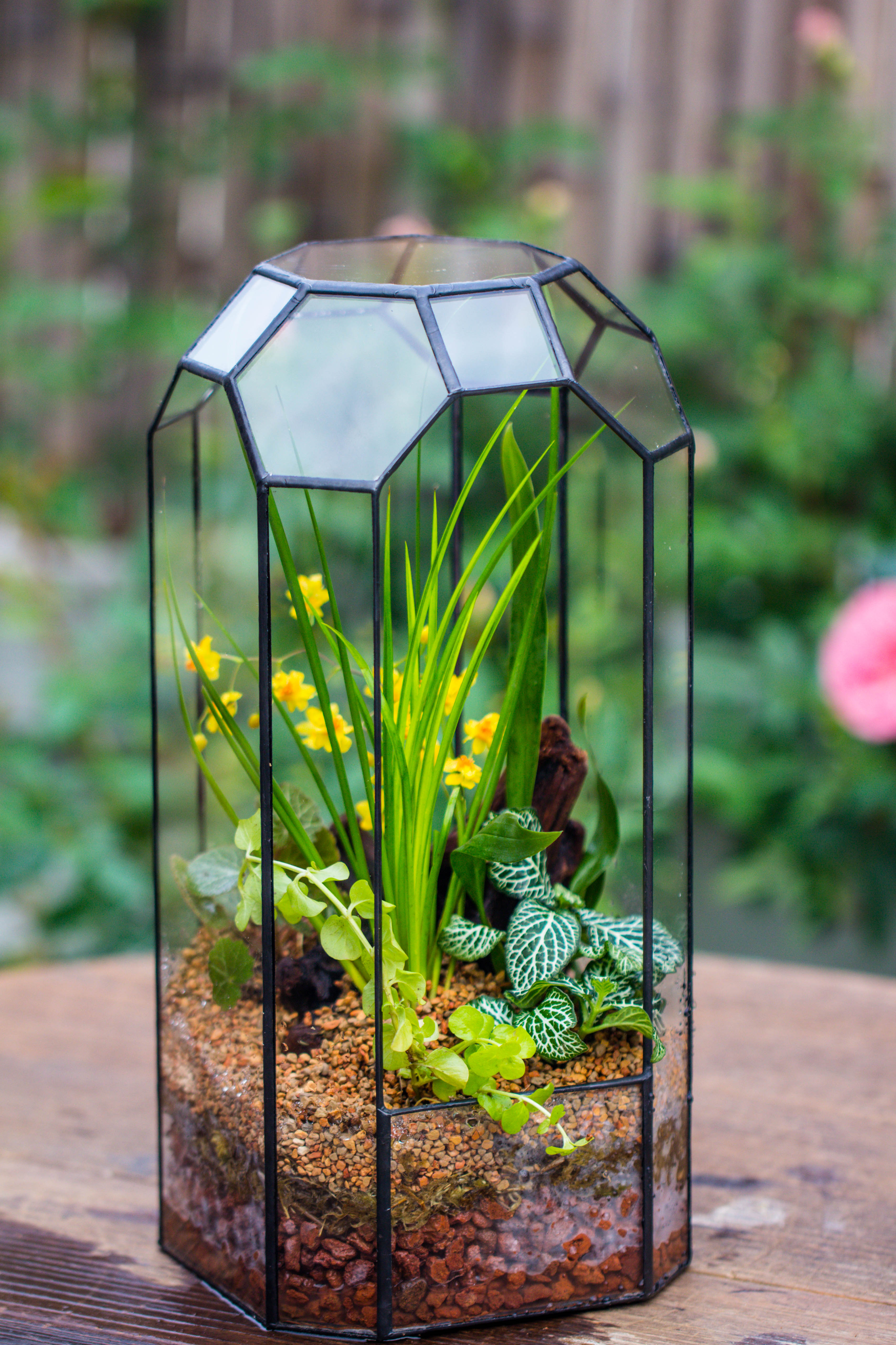 Vintage Tall Octagon Geometric Tin Glass Terrarium , 12.6" , open, suitable for tall plants, orchid, small begonia Pitcher, Micro landscape   -with warm light set - NCYPgarden