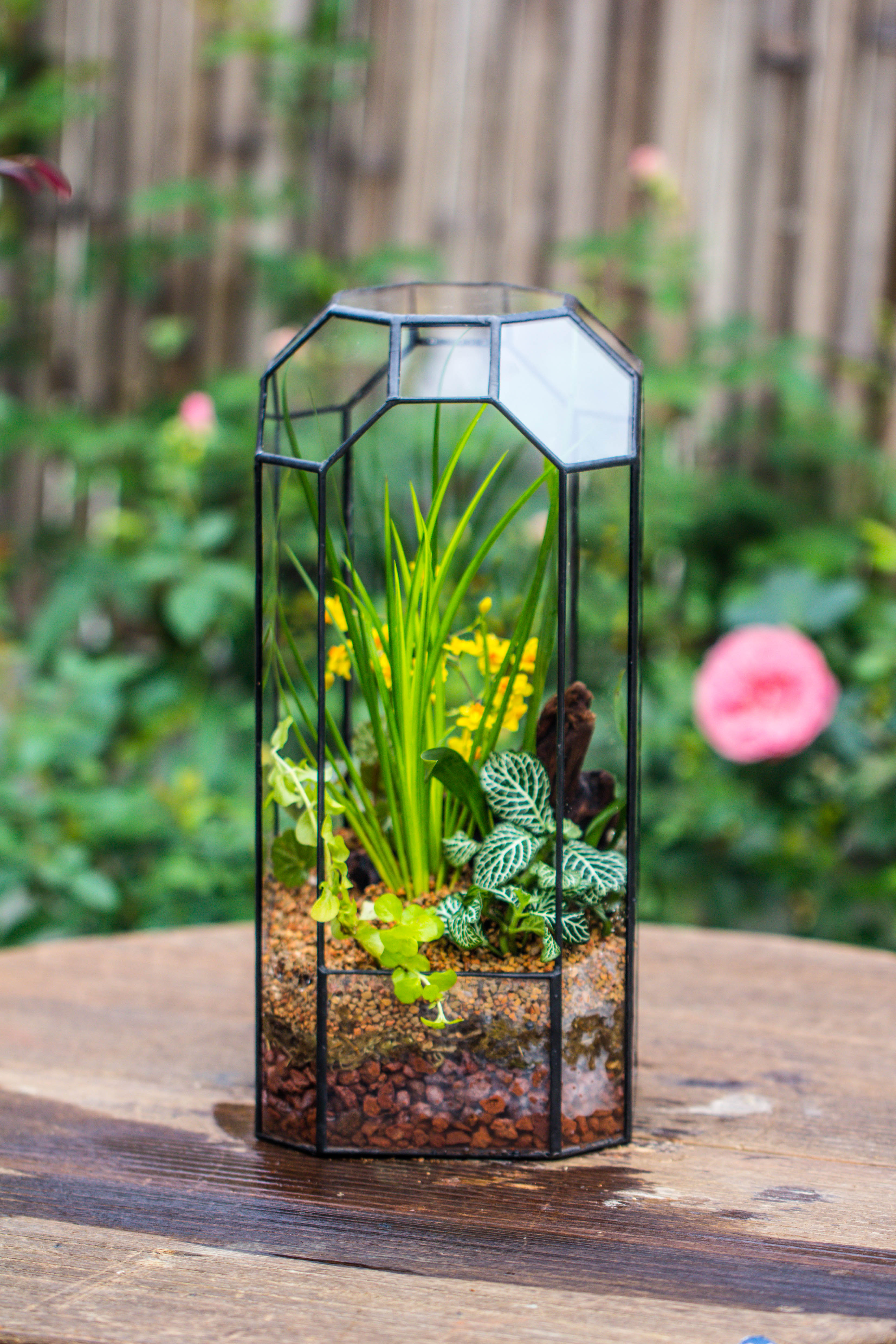 Vintage Tall Octagon Geometric Tin Glass Terrarium , 12.6" , open, suitable for tall plants, orchid, small begonia Pitcher, Micro landscape   -with warm light set - NCYPgarden