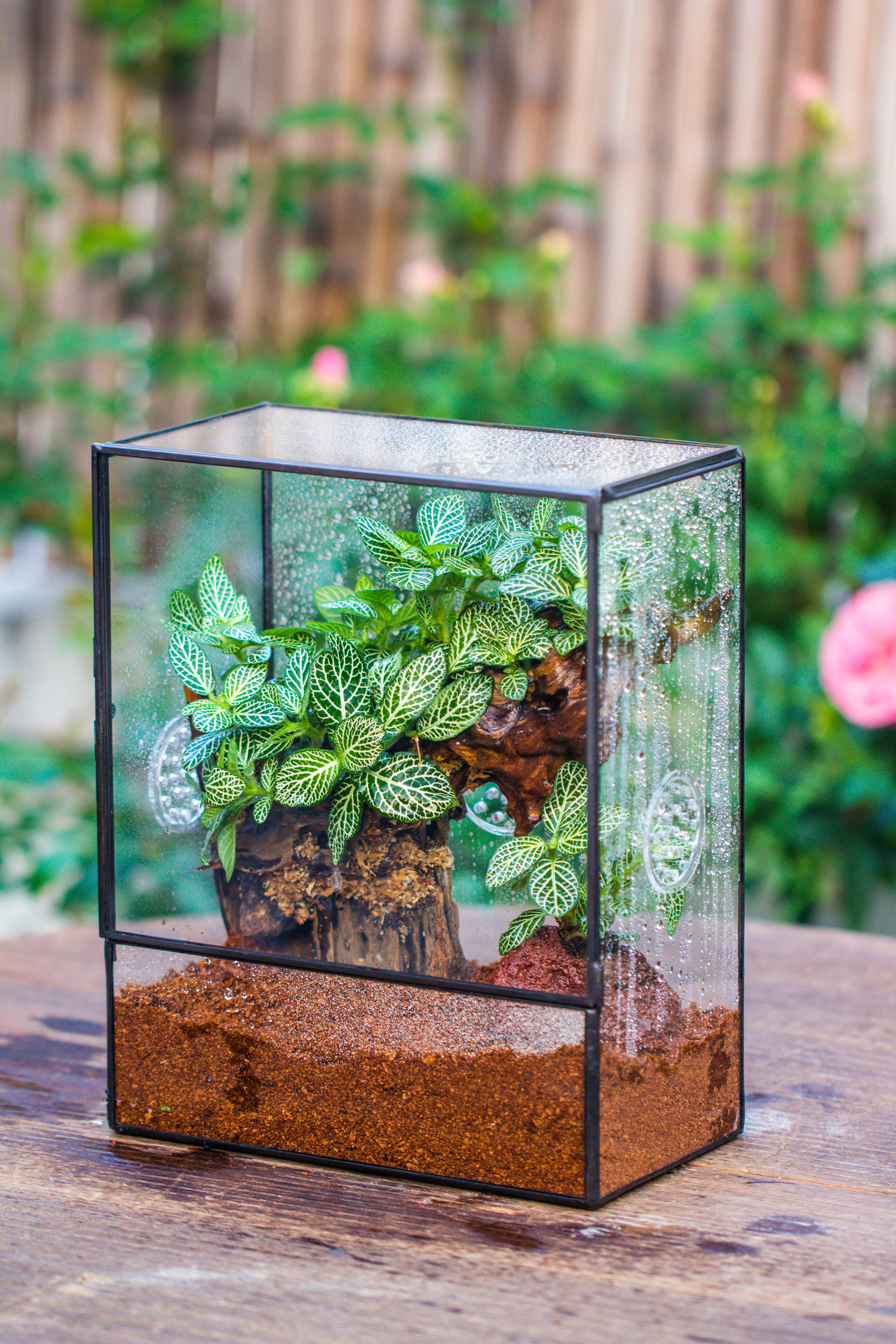Handmade Close Glass Terrarium with Vents, with LED Grow Light Set, FOR insects, bugs - NCYPgarden