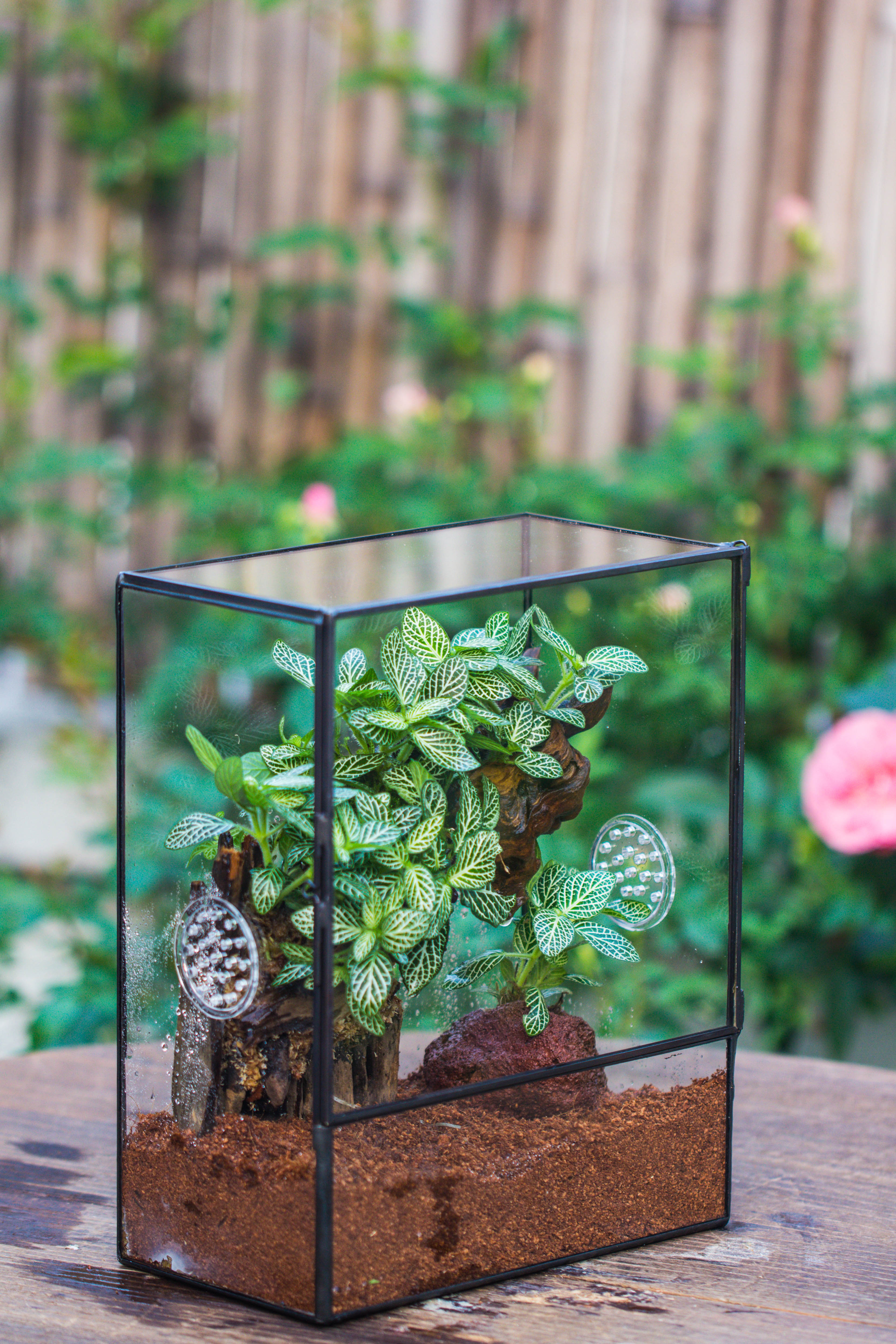 Close Geometric Glass Tin Terrarium with 3 Vents , 8x10" with side door, for insects, snail , spider, micro landscape  -with warm light set - NCYPgarden