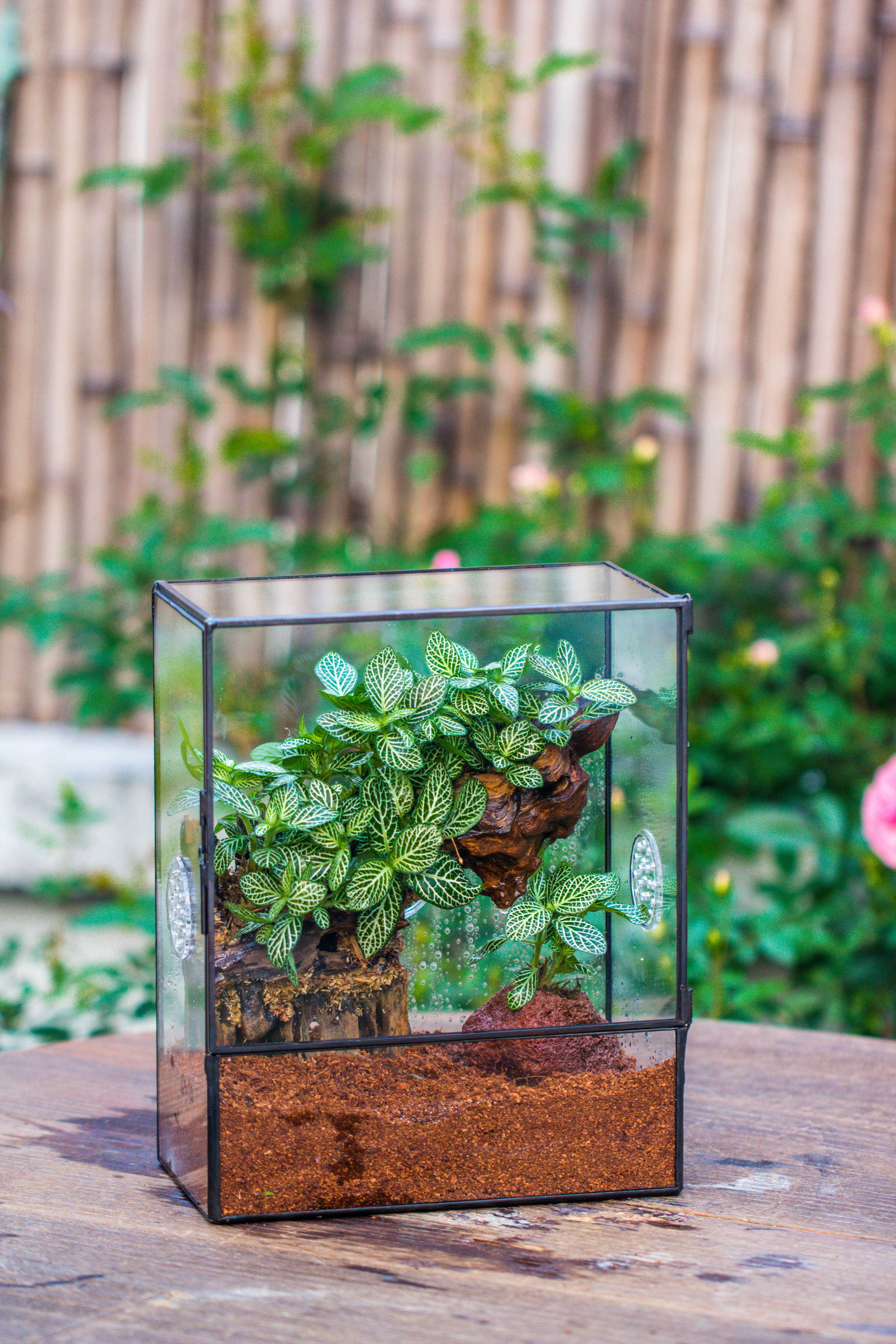 Handmade Close Glass Terrarium with Vents, with LED Grow Light Set, FOR insects, bugs - NCYPgarden