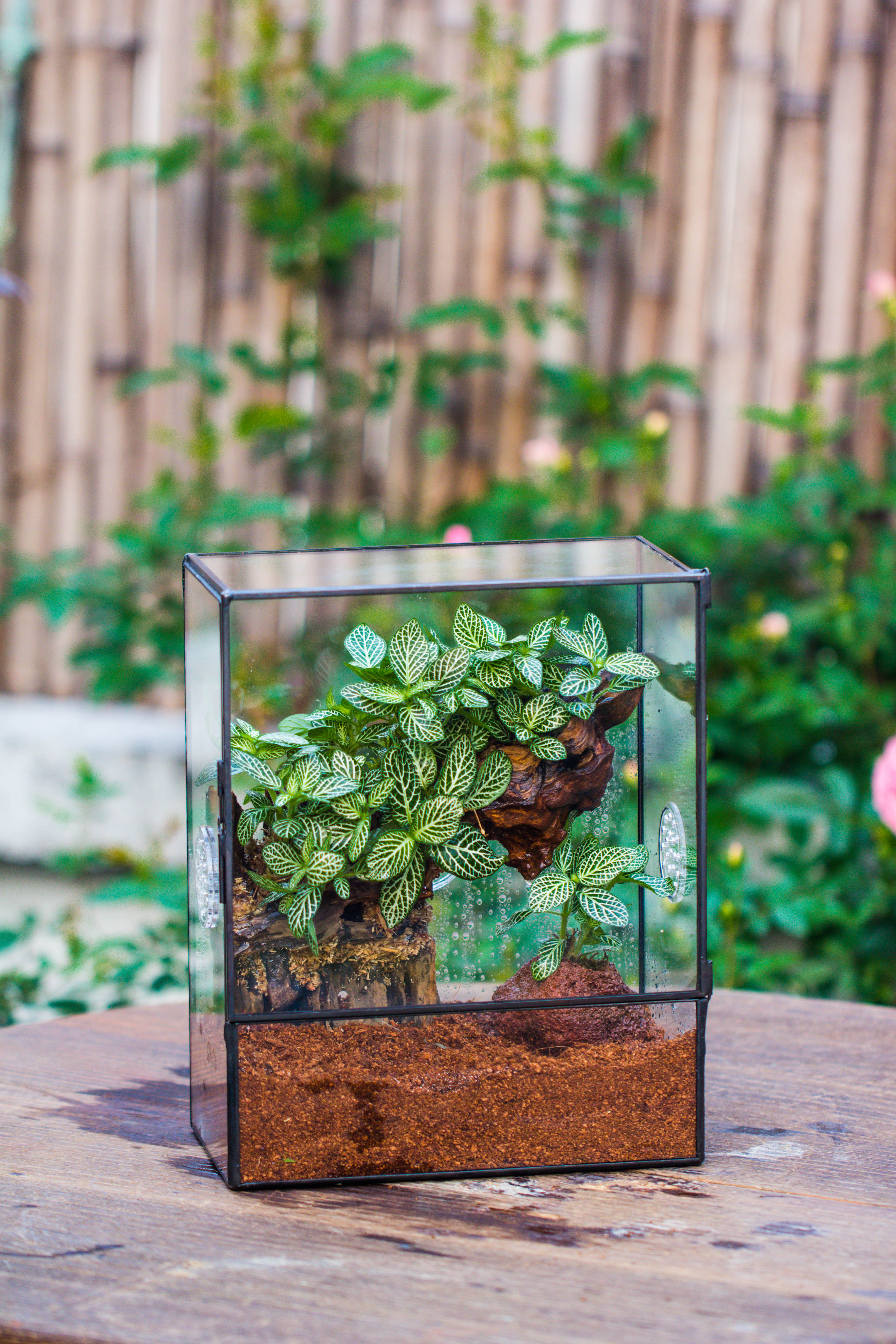 Handmade Close Glass Terrarium with Vents, with LED Grow Light Set, FOR insects, bugs - NCYPgarden