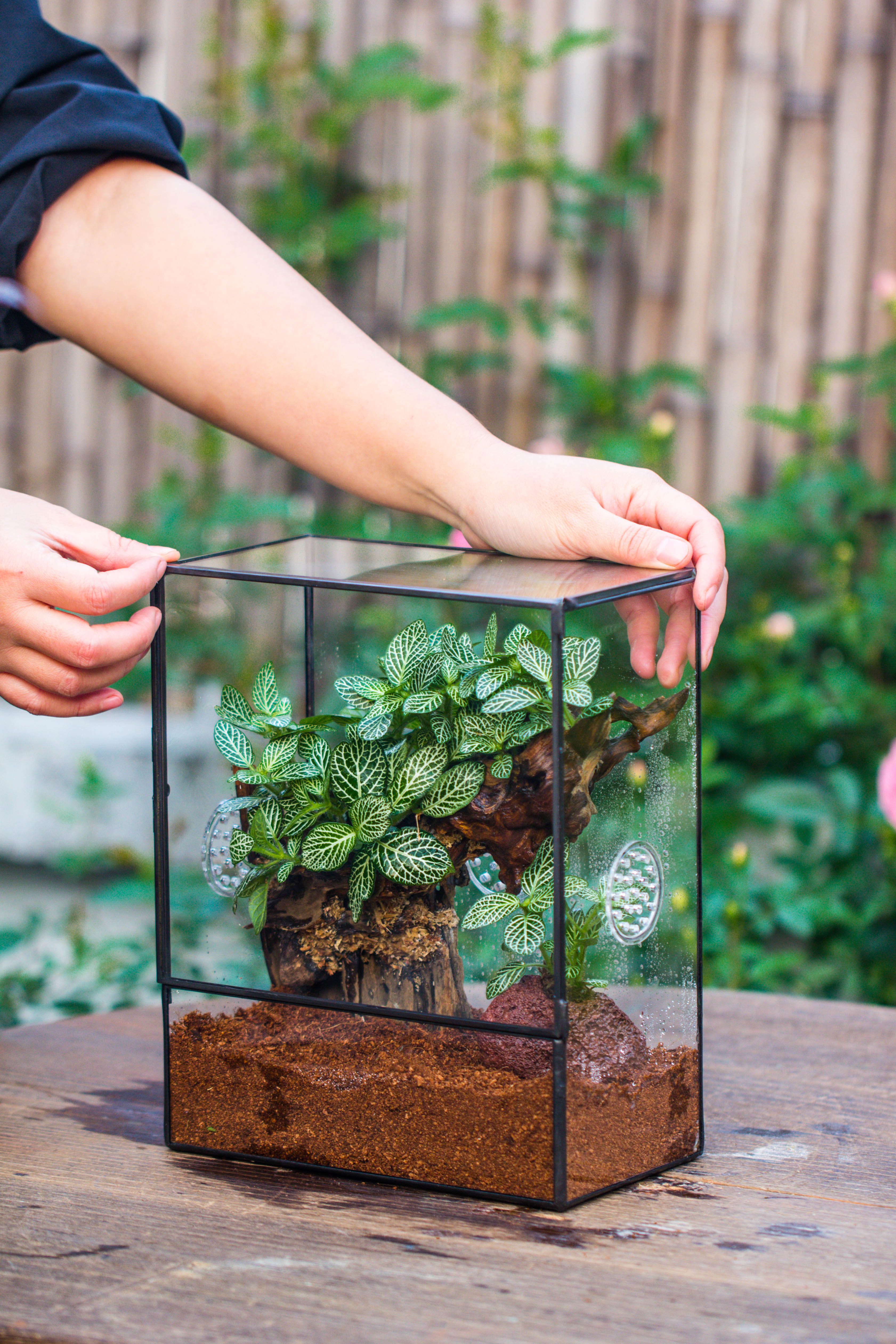 Handmade Close Glass Terrarium with Vents, with LED Grow Light Set, FOR insects, bugs - NCYPgarden