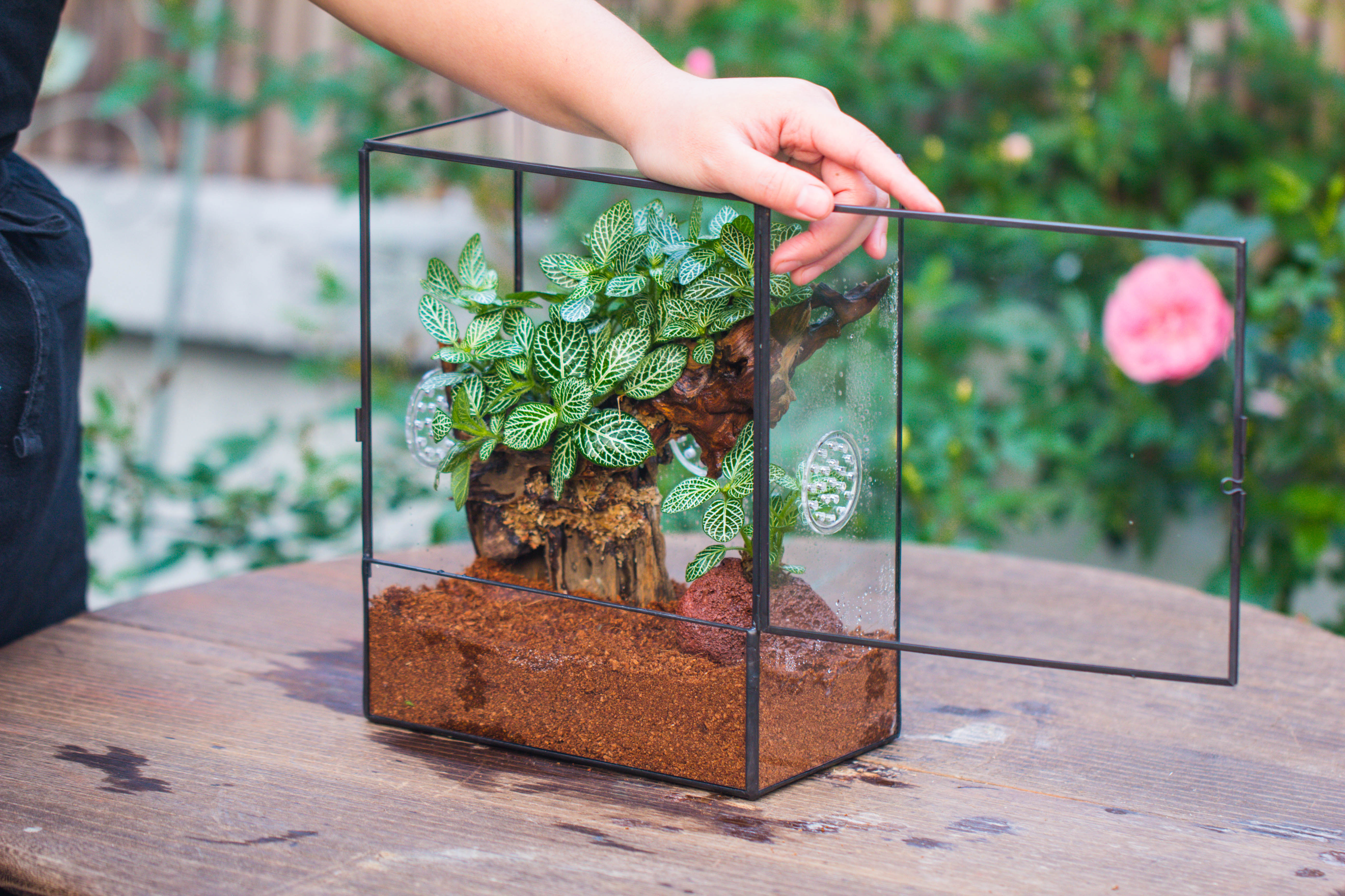 Handmade Close Glass Terrarium with Vents, with LED Grow Light Set, FOR insects, bugs - NCYPgarden