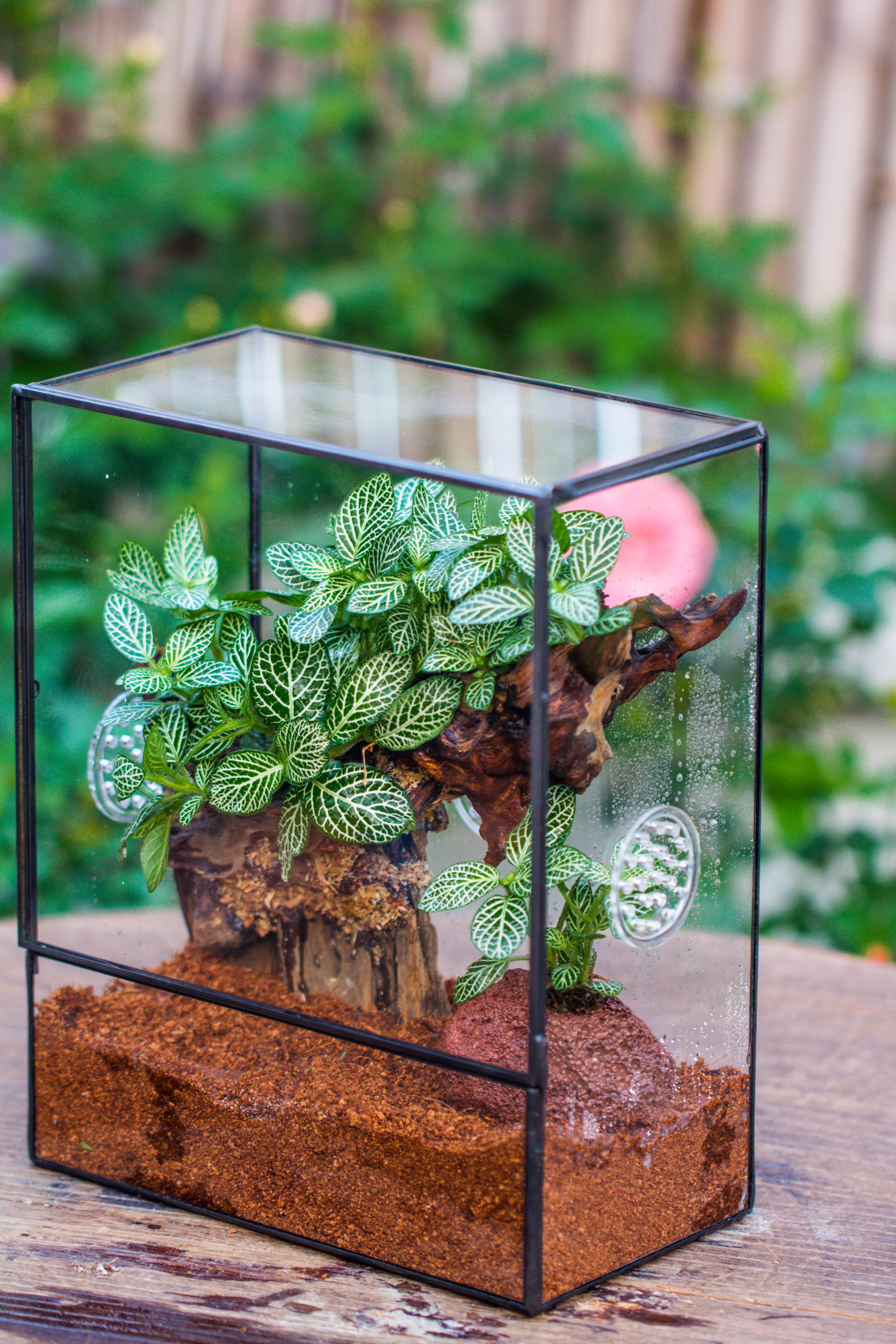 Close Geometric Glass Tin Terrarium with 3 Vents , 8x10" with side door, for insects, snail , spider, micro landscape  -with warm light set - NCYPgarden