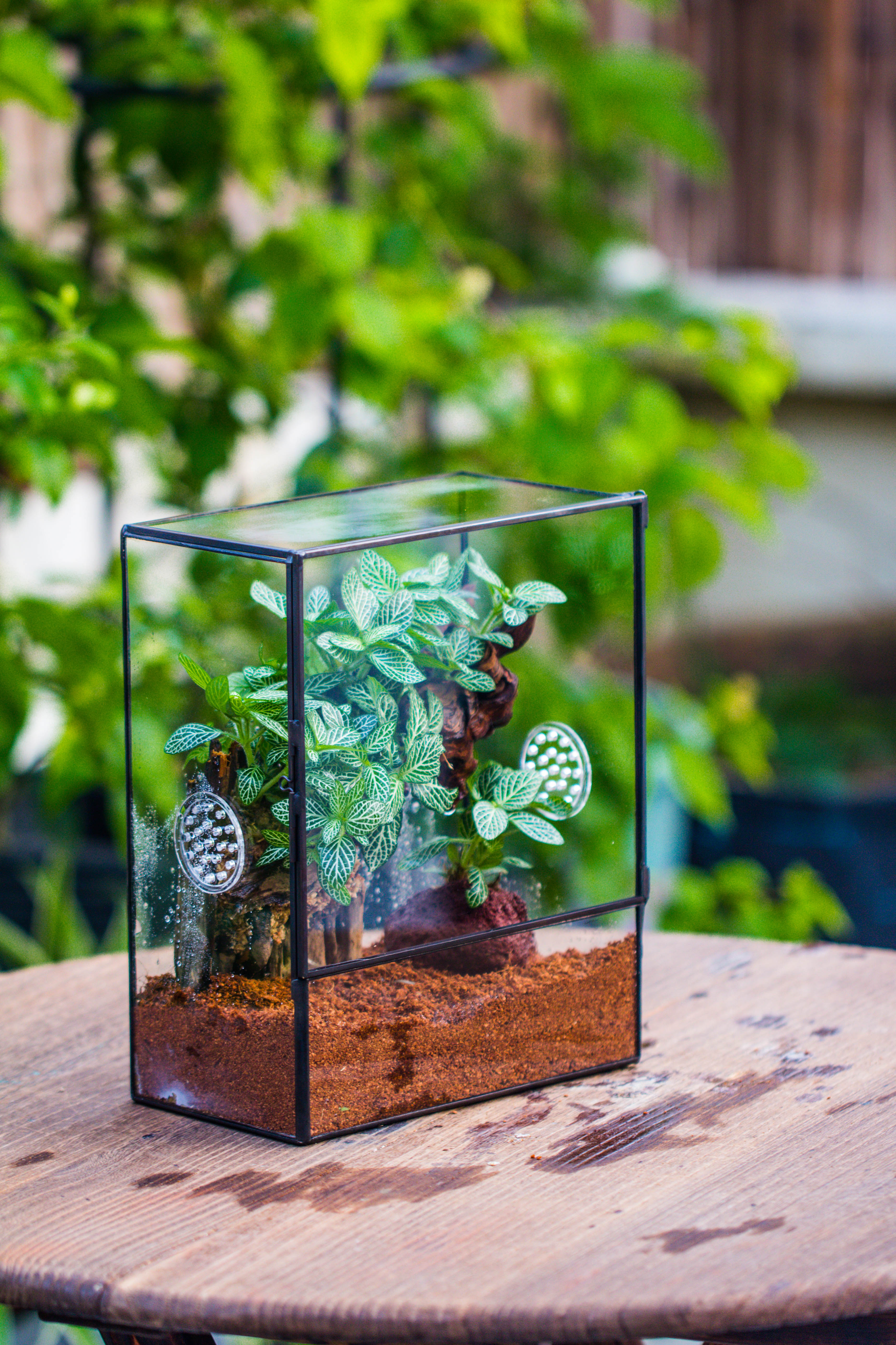 Close Geometric Glass Tin Terrarium with 3 Vents , 8x10" with side door, for insects, snail , spider, micro landscape  -with warm light set - NCYPgarden