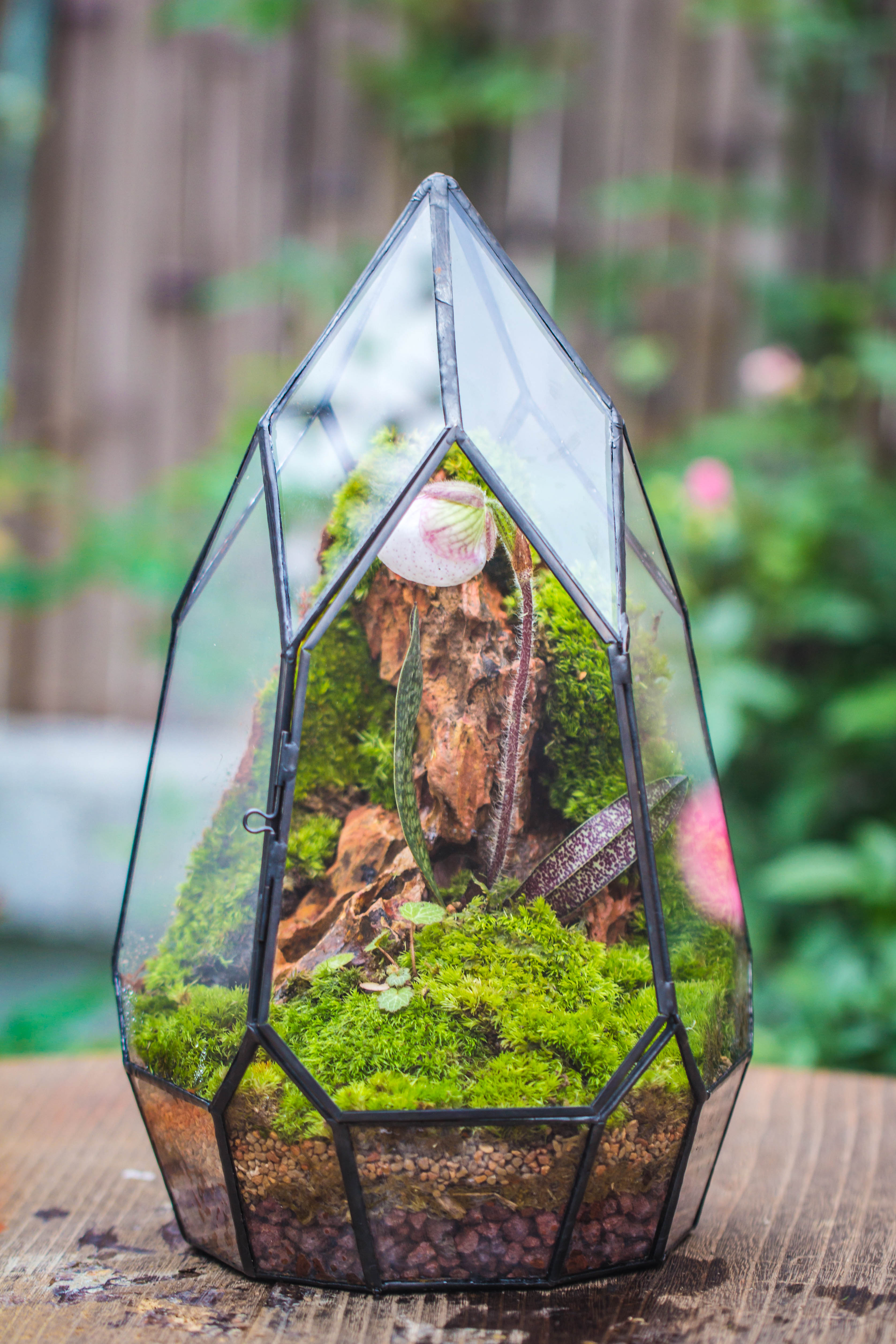 Cliff terrarium project: Live Moss Cliff TearDrop Close Terrarium Building Kit with matching LED Grow Light and Base - NCYPgarden