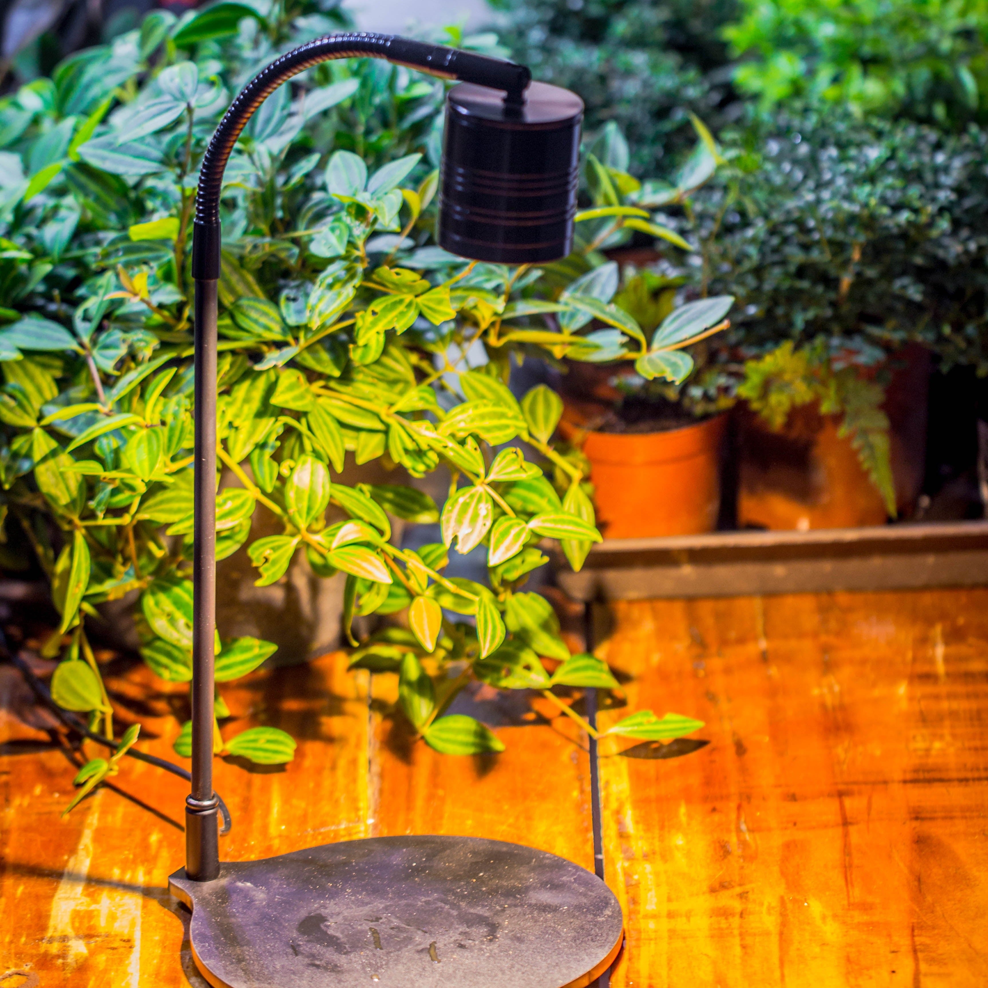 5W Warm White Black LED Grow Light adjustable with Black Matte Stand, or terrarium, moss, shade plants, Multi Size Available customizable     -34cm / 13.4 - NCYPgarden