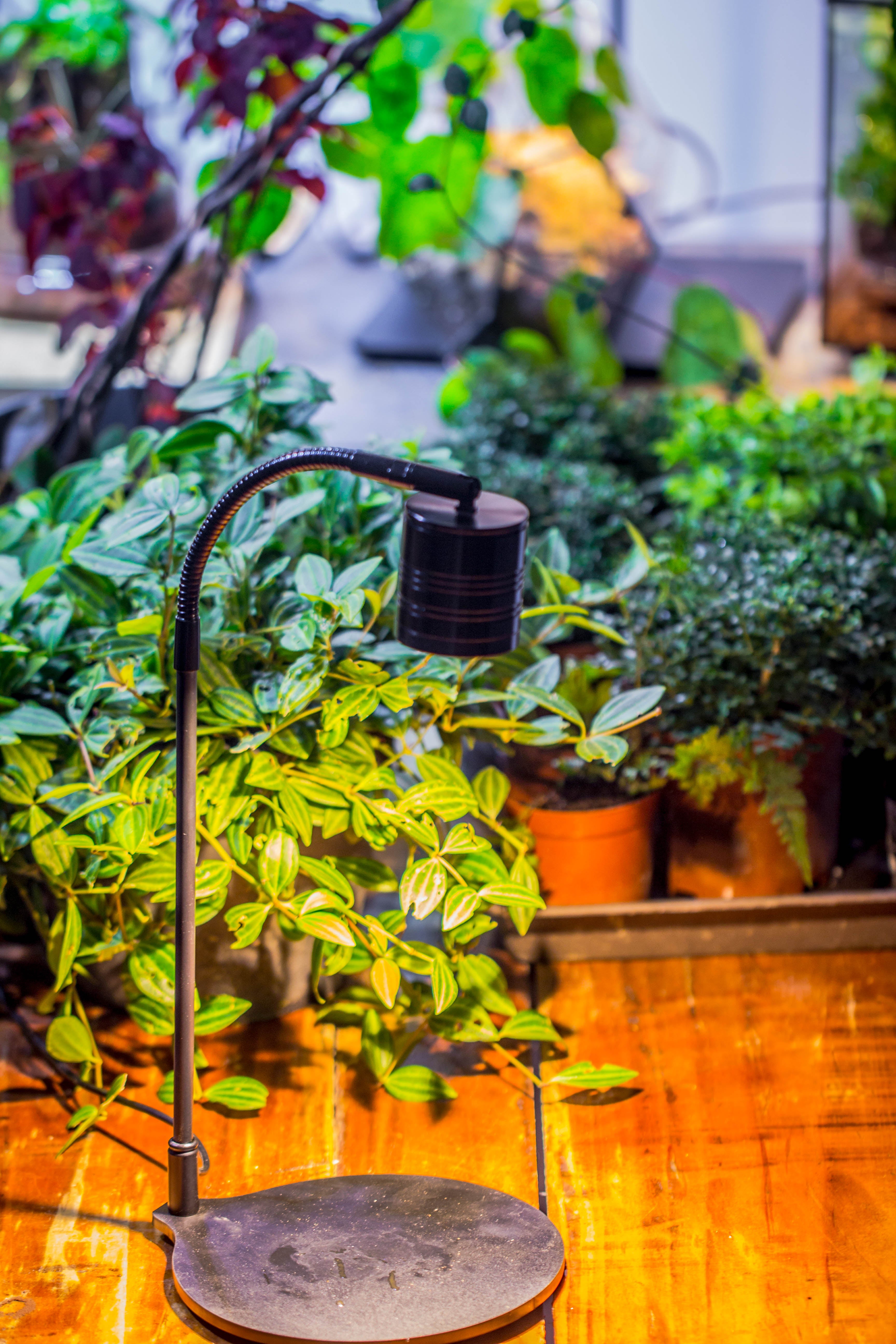 Vintage Tall Octagon Geometric Tin Glass Terrarium , 12.6" , open, suitable for tall plants, orchid, small begonia Pitcher, Micro landscape   -with warm light set - NCYPgarden