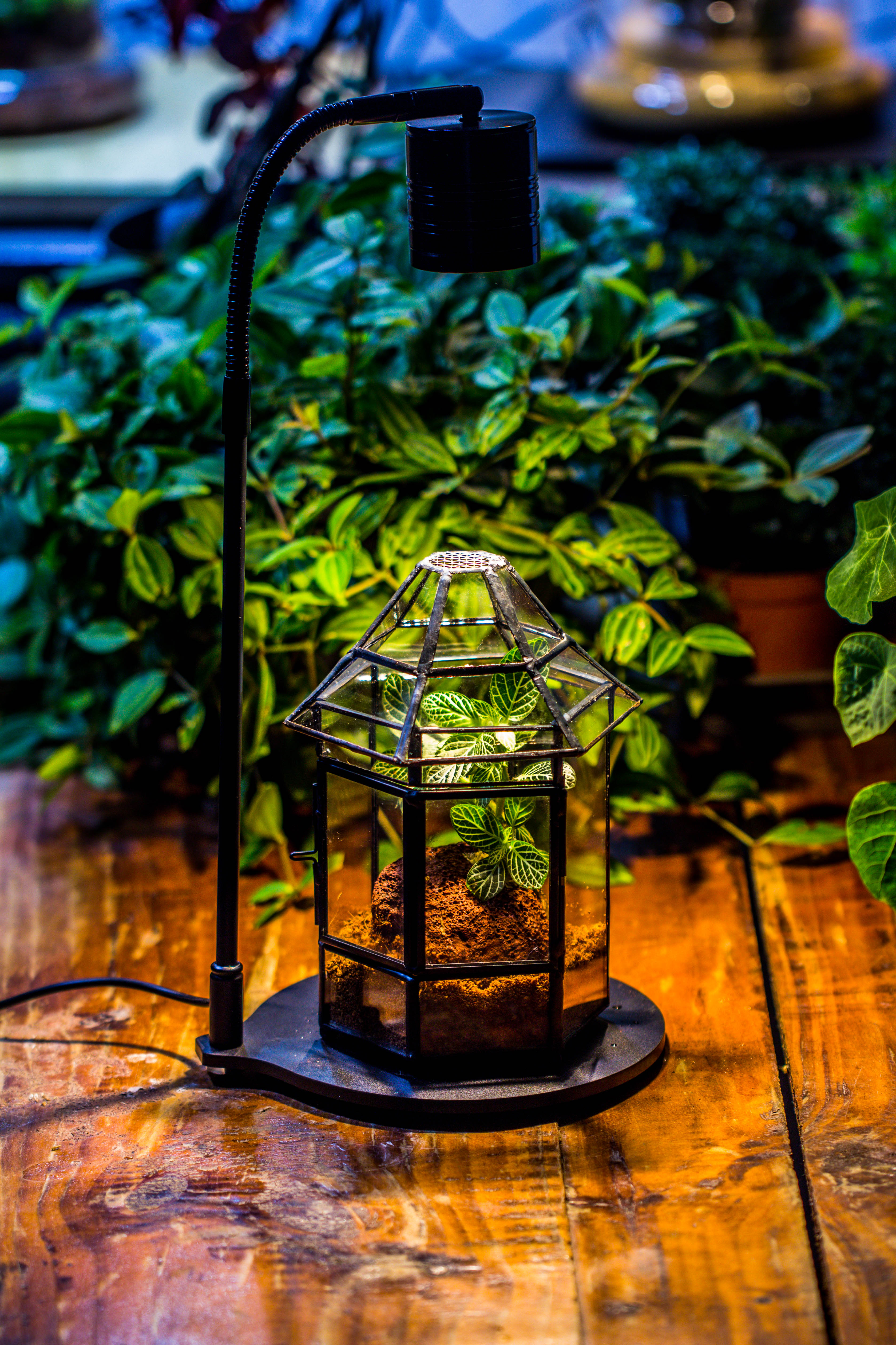 5W Warm White Black LED Grow Light adjustable with Black Matte Stand, or terrarium, moss, shade plants, Multi Size Available customizable    - 29cm / 11.4" - NCYPgarden