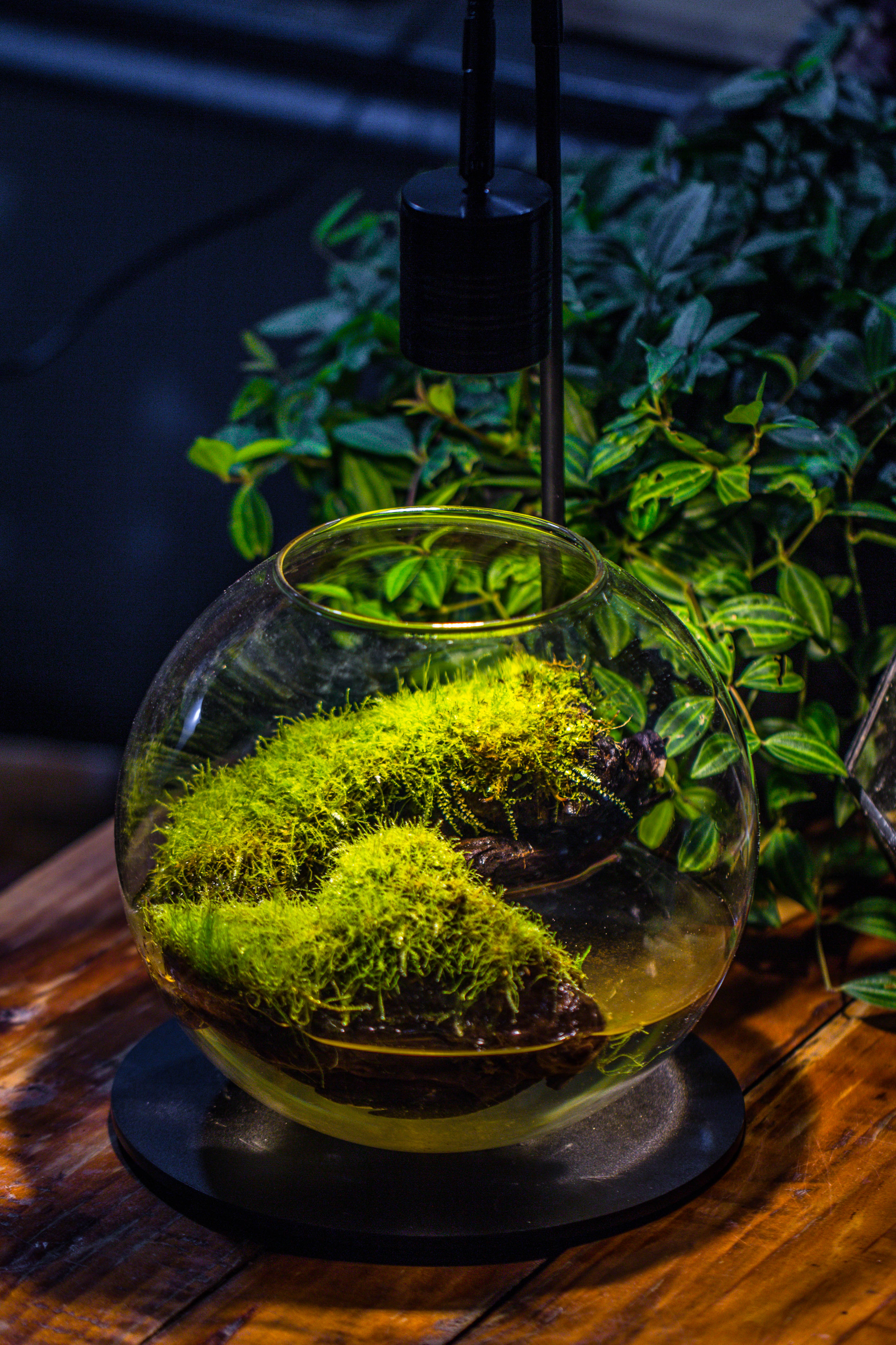 5W Warm White Black LED Grow Light adjustable with Black Matte Stand, or terrarium, moss, shade plants, Multi Size Available customizable    - 29cm / 11.4" - NCYPgarden