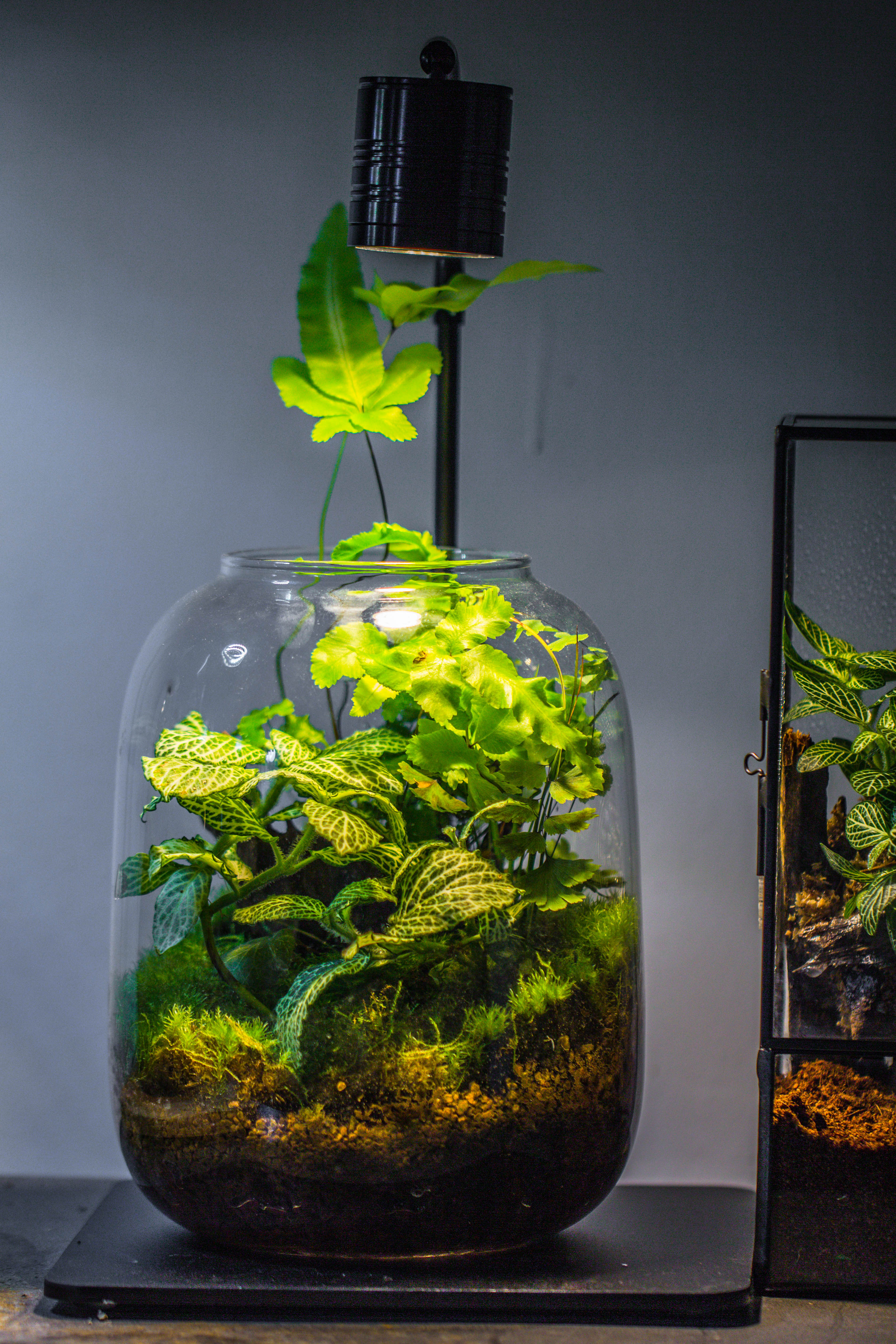 5W Warm White Black LED Grow Light adjustable with Black Matte Stand, or terrarium, moss, shade plants, Multi Size Available customizable    - 29cm / 11.4" - NCYPgarden