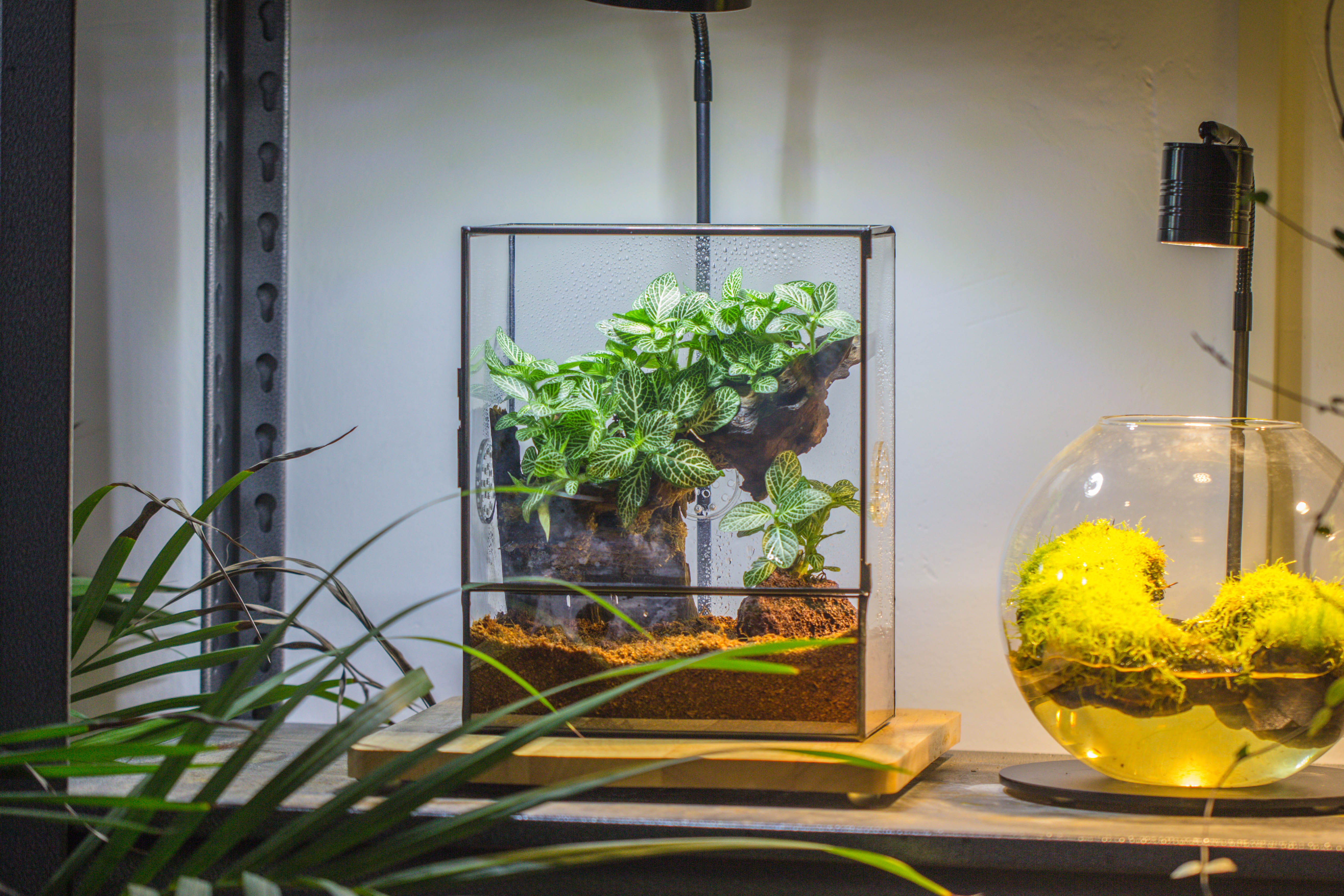 Handmade Close Glass Terrarium with Vents, with LED Grow Light Set, FOR insects, bugs - NCYPgarden