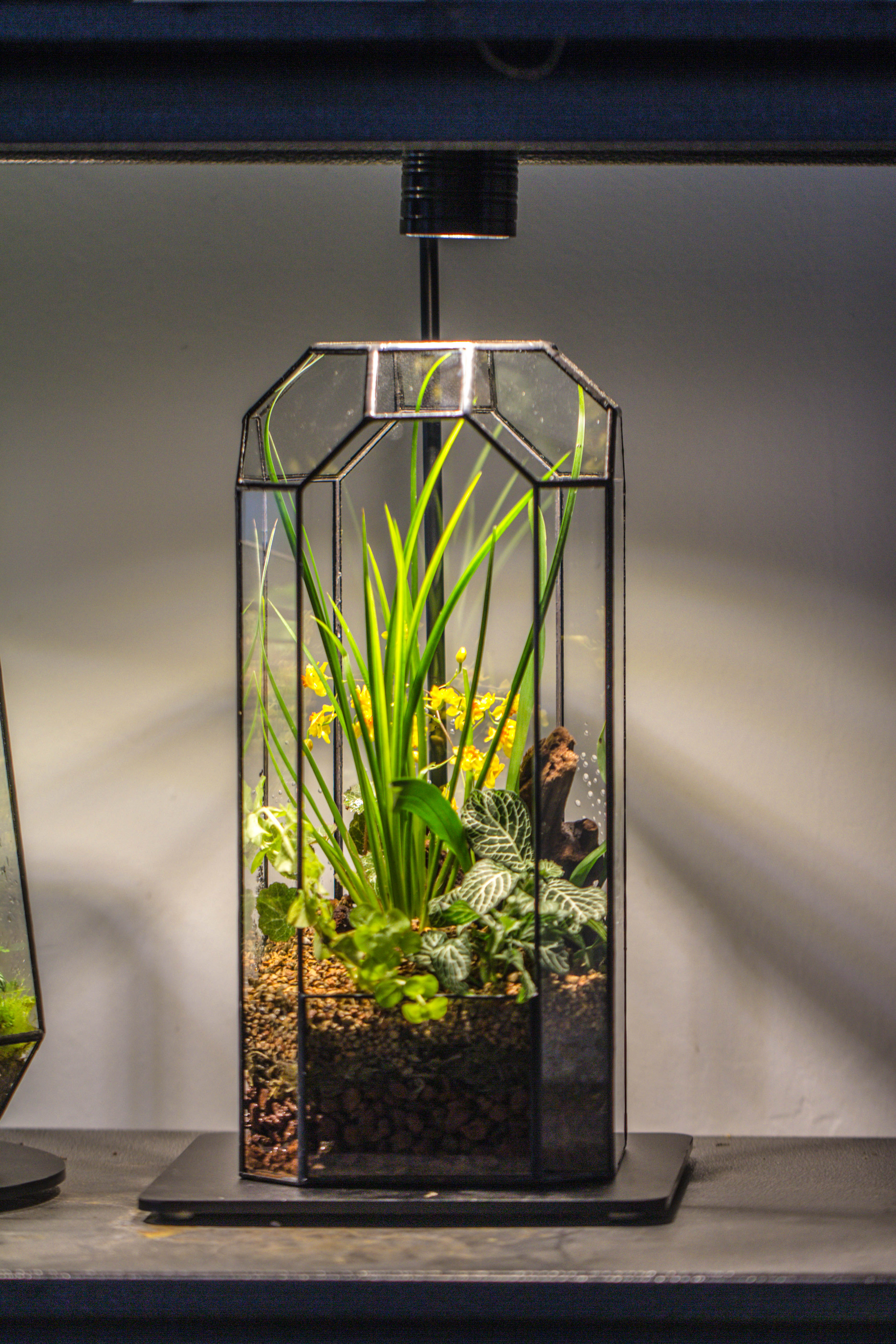 Vintage Tall Octagon Geometric Tin Glass Terrarium , 12.6" , open, suitable for tall plants, orchid, small begonia Pitcher, Micro landscape - NCYPgarden