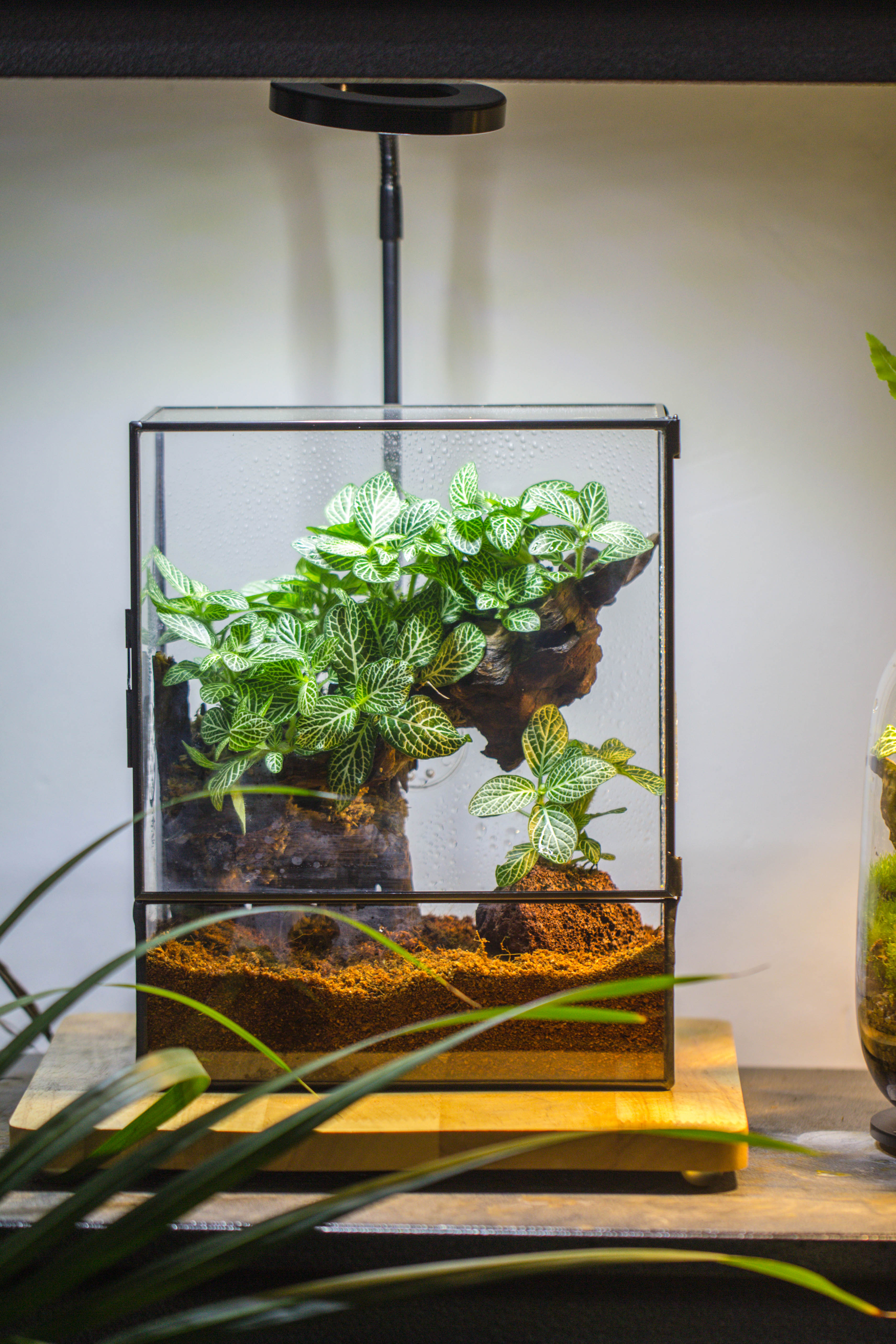 Handmade Close Glass Terrarium with Vents, with LED Grow Light Set, FOR insects, bugs - NCYPgarden