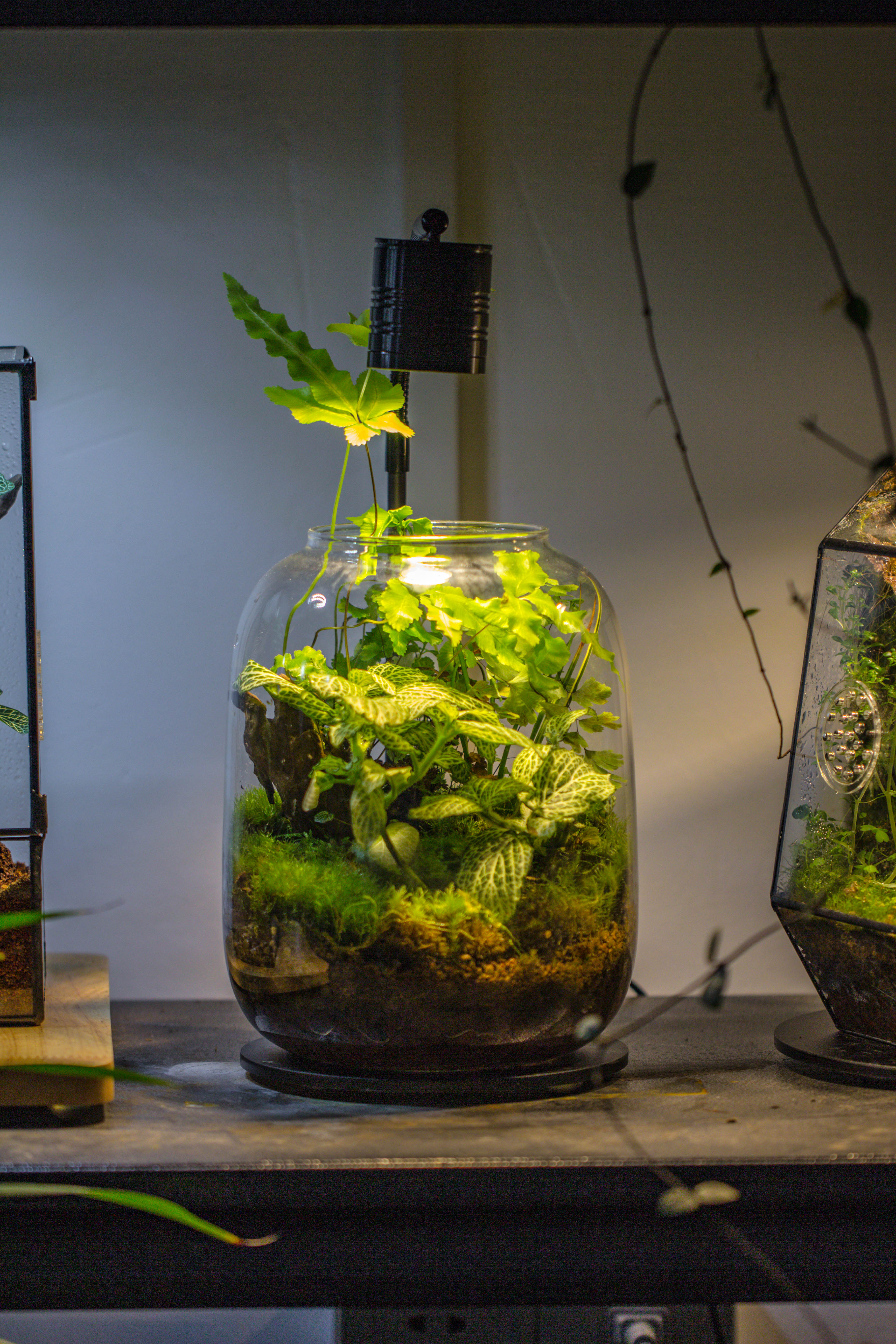 Terrarium Planting Kit Glass Jar and Black LED Grow light lAMP with Base kit, with Planting Material, DIY kit - NCYPgarden