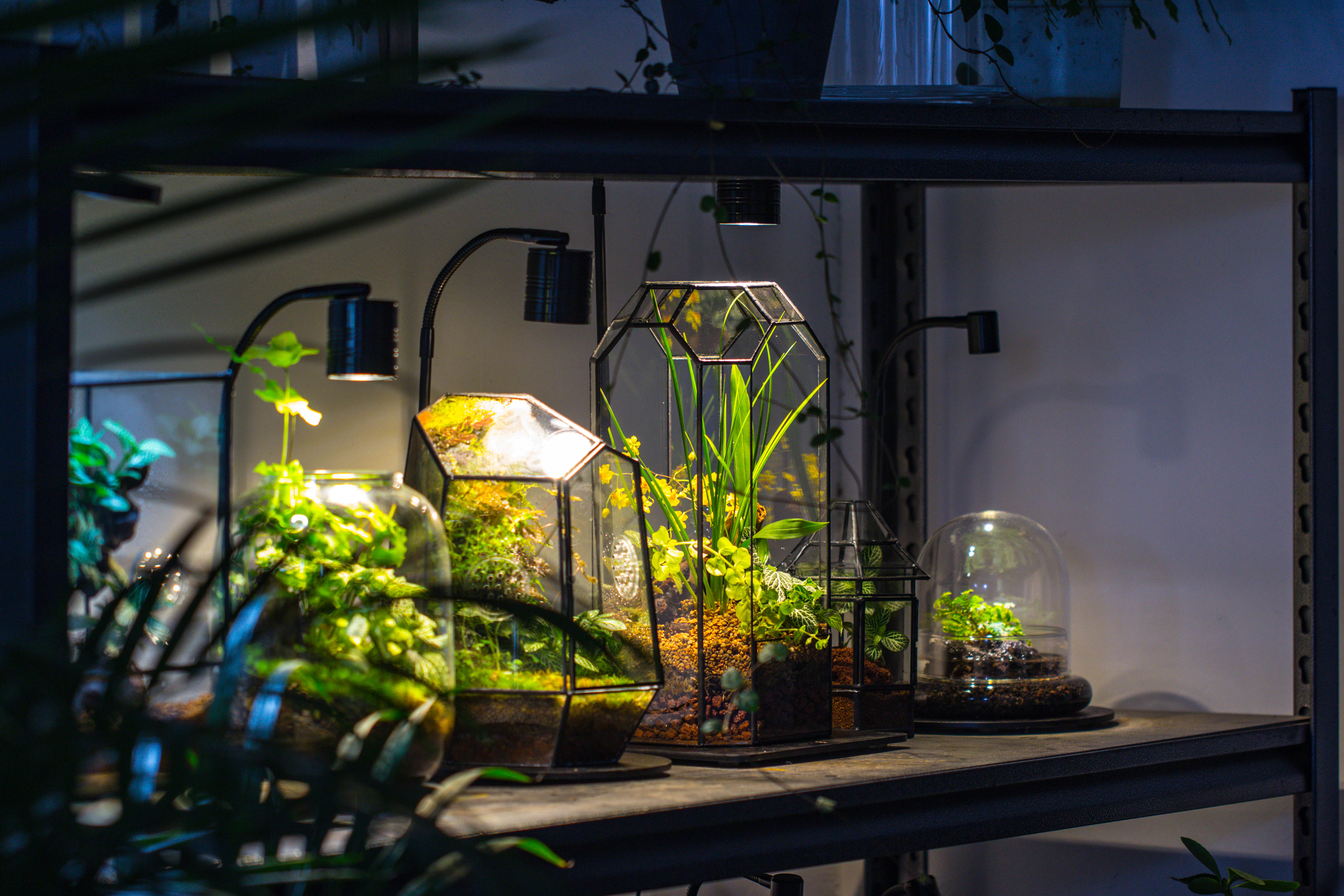 5W Warm White Black LED Grow Light adjustable with Black Matte Stand, or terrarium, moss, shade plants, Multi Size Available customizable     -34cm / 13.4 - NCYPgarden