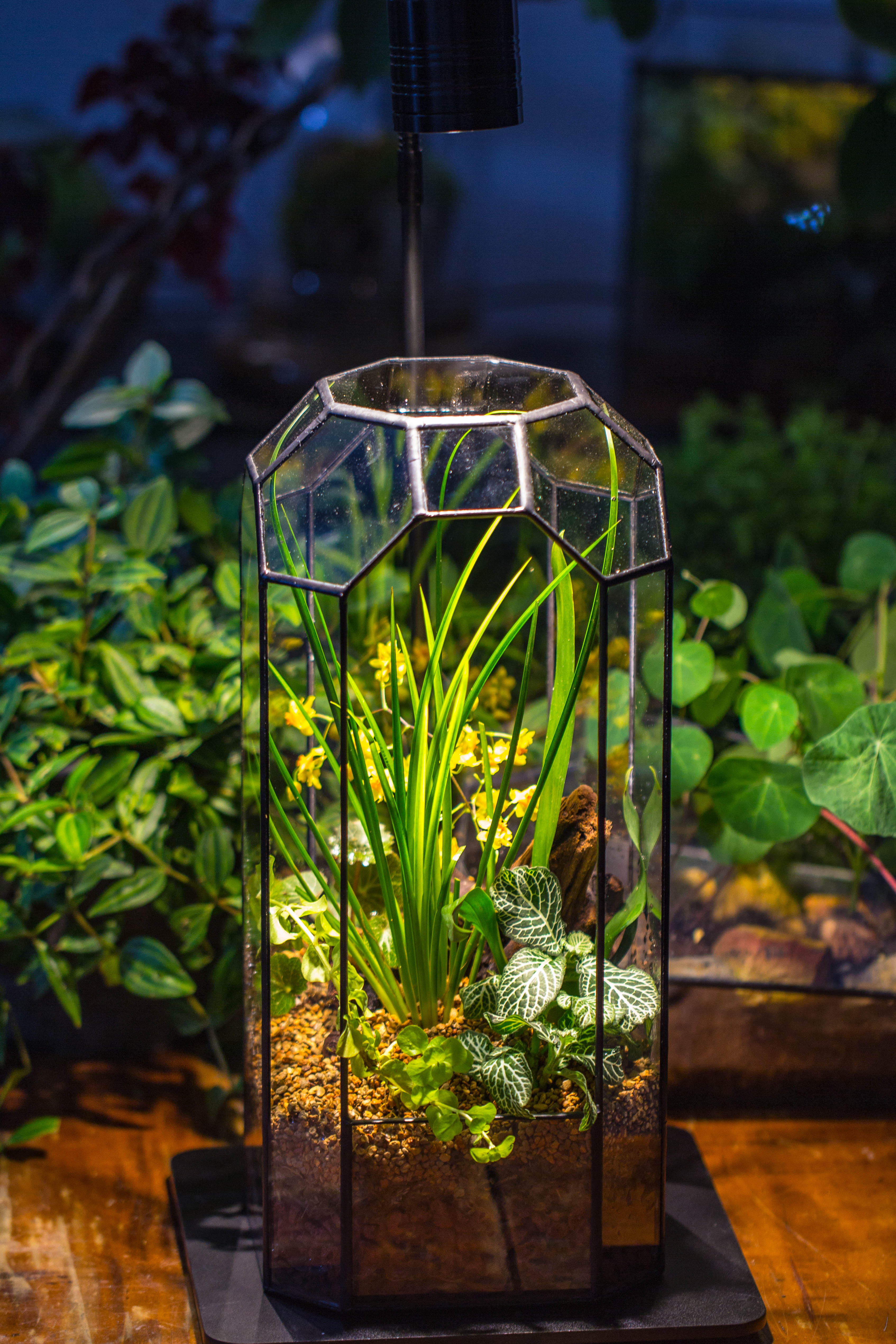 Vintage Tall Octagon Geometric Tin Glass Terrarium , 12.6" , open, suitable for tall plants, orchid, small begonia Pitcher, Micro landscape   -with warm light set - NCYPgarden