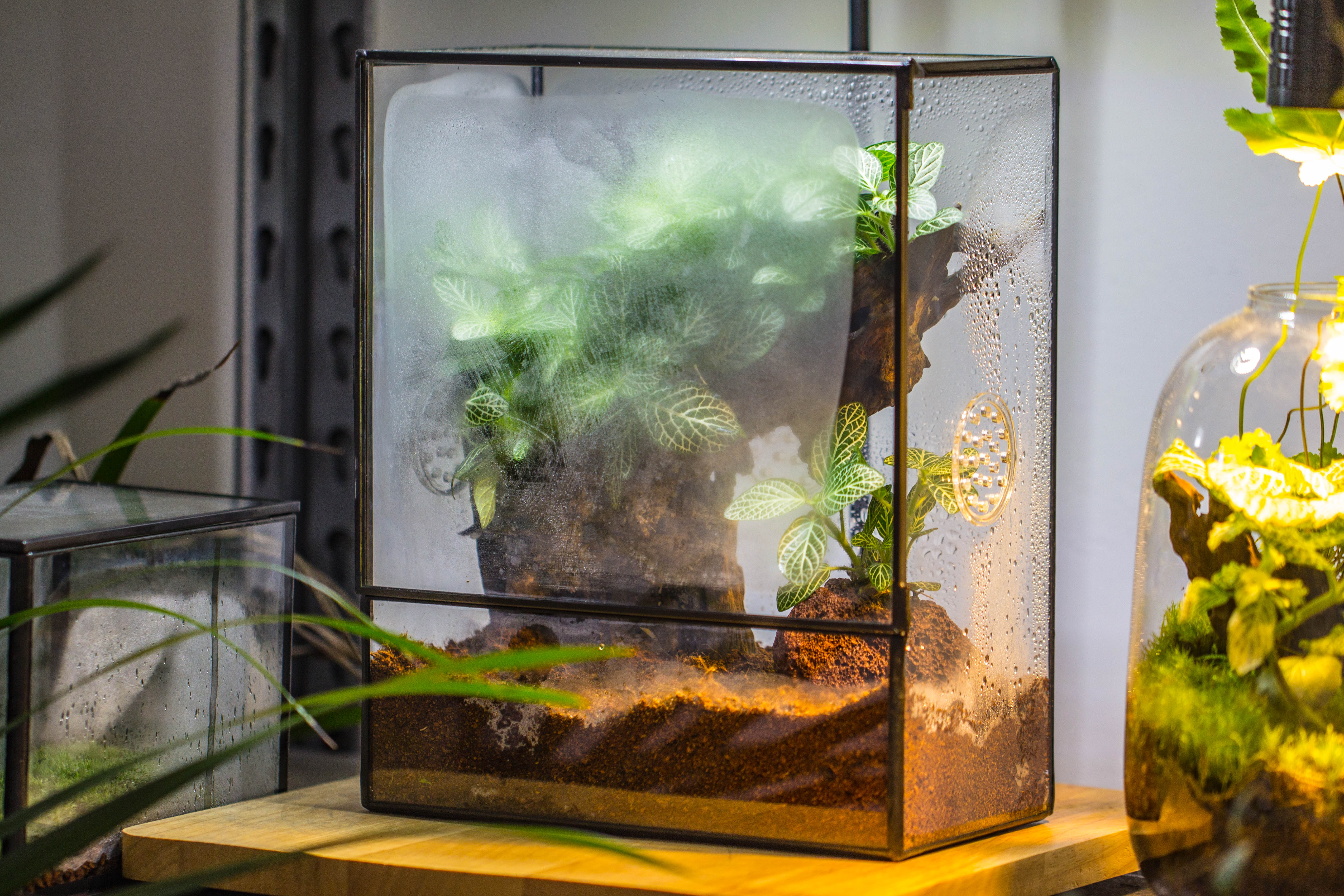 Close Geometric Glass Tin Terrarium with 3 Vents , 8x10" with side door, for insects, snail , spider, micro landscape  -with white light set - NCYPgarden