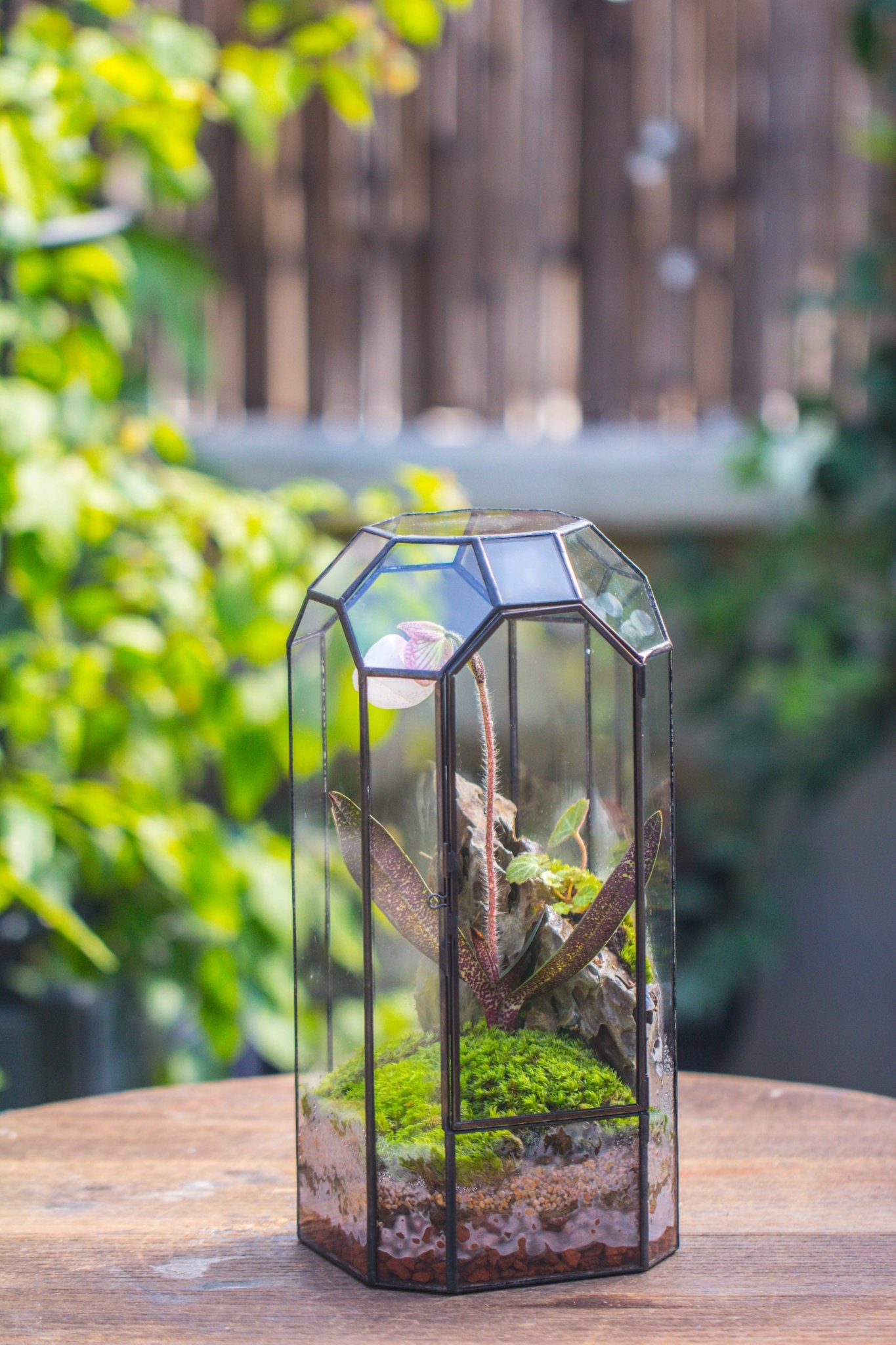 Vintage Tall Octagon Geometric Tin Glass Terrarium , 12.6" , close, suitable for tall plants, orchid, small begonia Pitcher, Micro landscape - with white light set - NCYPgarden