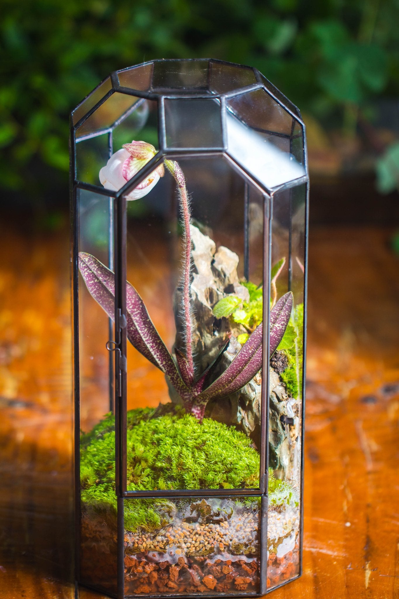 Vintage Tall Octagon Geometric Tin Glass Terrarium , 12.6" , close, suitable for tall plants, orchid, small begonia Pitcher, Micro landscape - with white light set - NCYPgarden