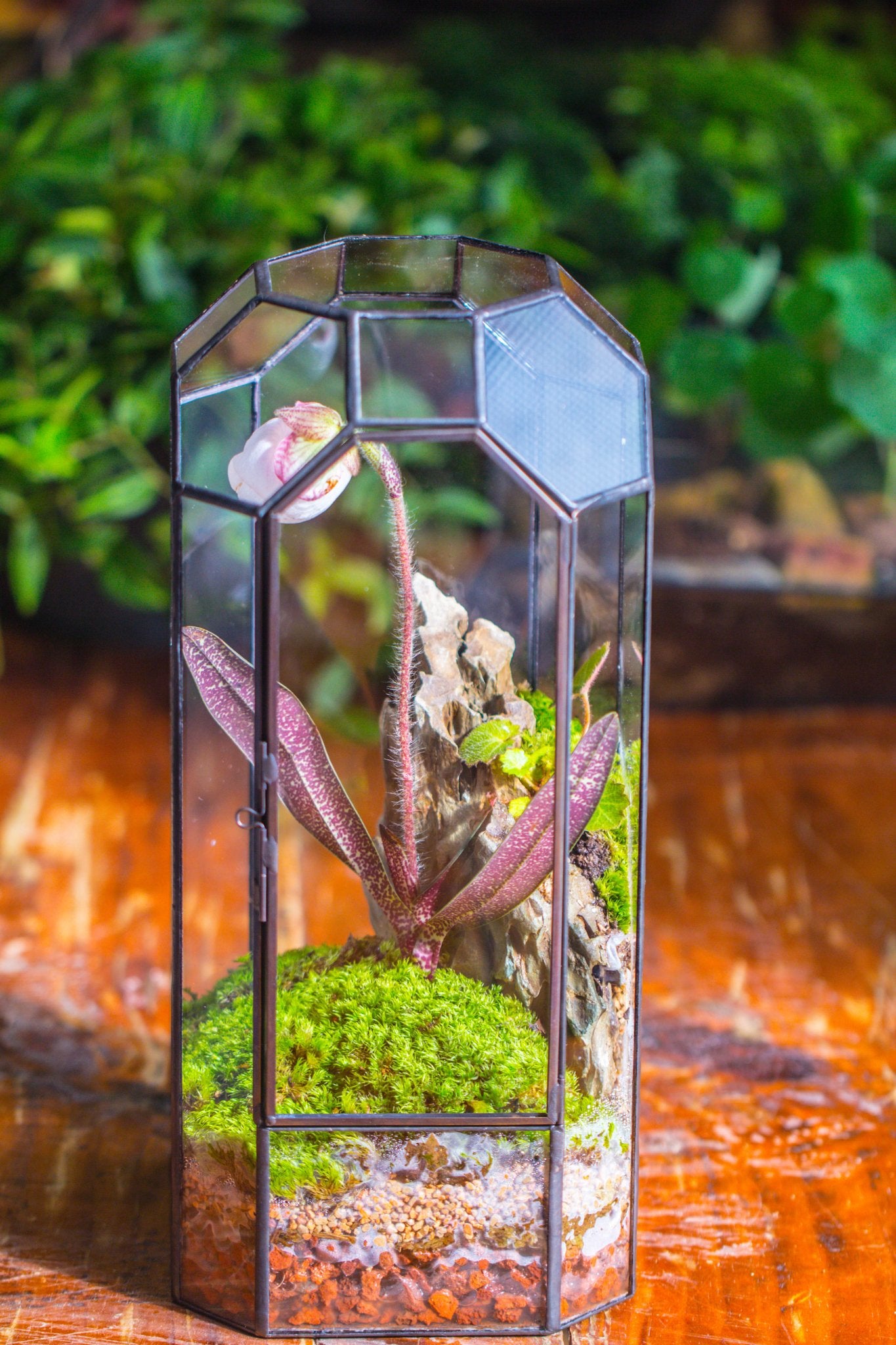 Vintage Tall Octagon Geometric Tin Glass Terrarium , 12.6" , close, suitable for tall plants, orchid, small begonia Pitcher, Micro landscape - with white light set - NCYPgarden