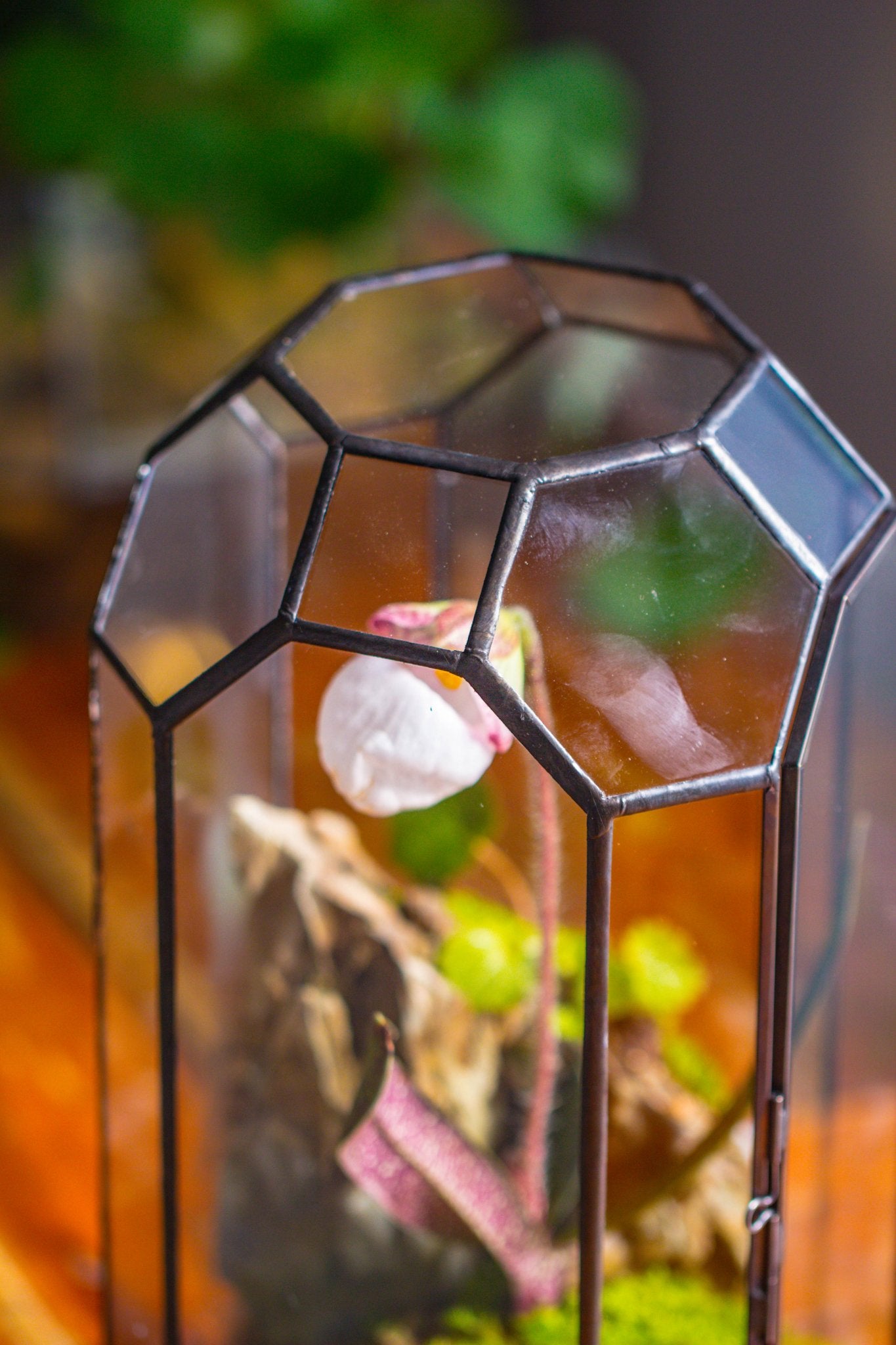 Vintage Tall Octagon Geometric Tin Glass Terrarium , 12.6" , close, suitable for tall plants, orchid, small begonia Pitcher, Micro landscape - with white light set - NCYPgarden