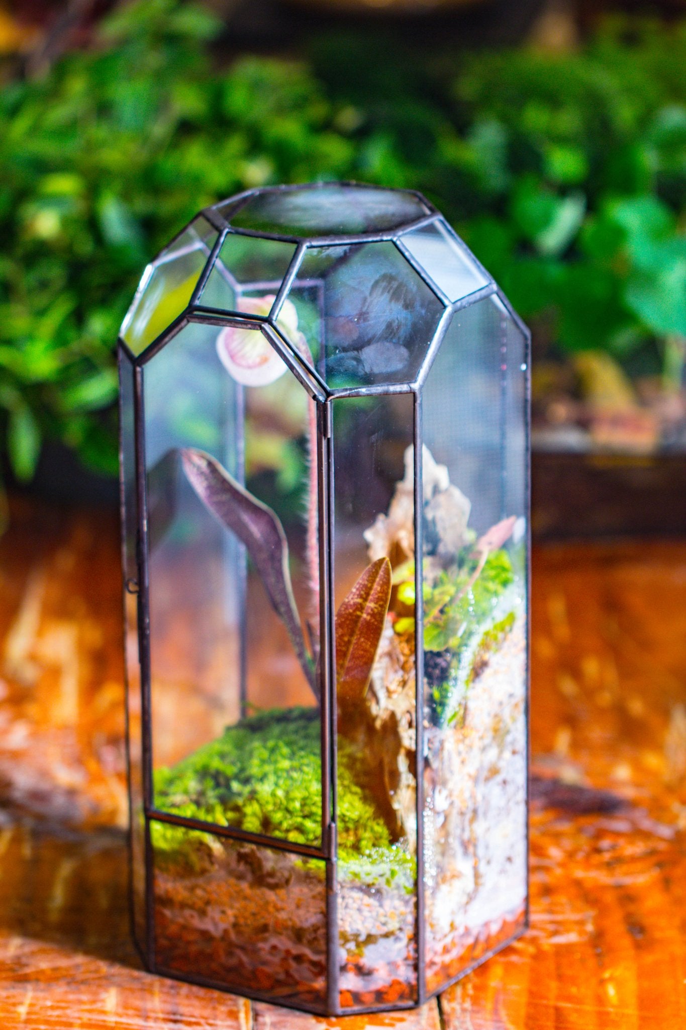 Vintage Tall Octagon Geometric Tin Glass Terrarium , 12.6" , close, suitable for tall plants, orchid, small begonia Pitcher, Micro landscape PG05B2 - NCYPgarden