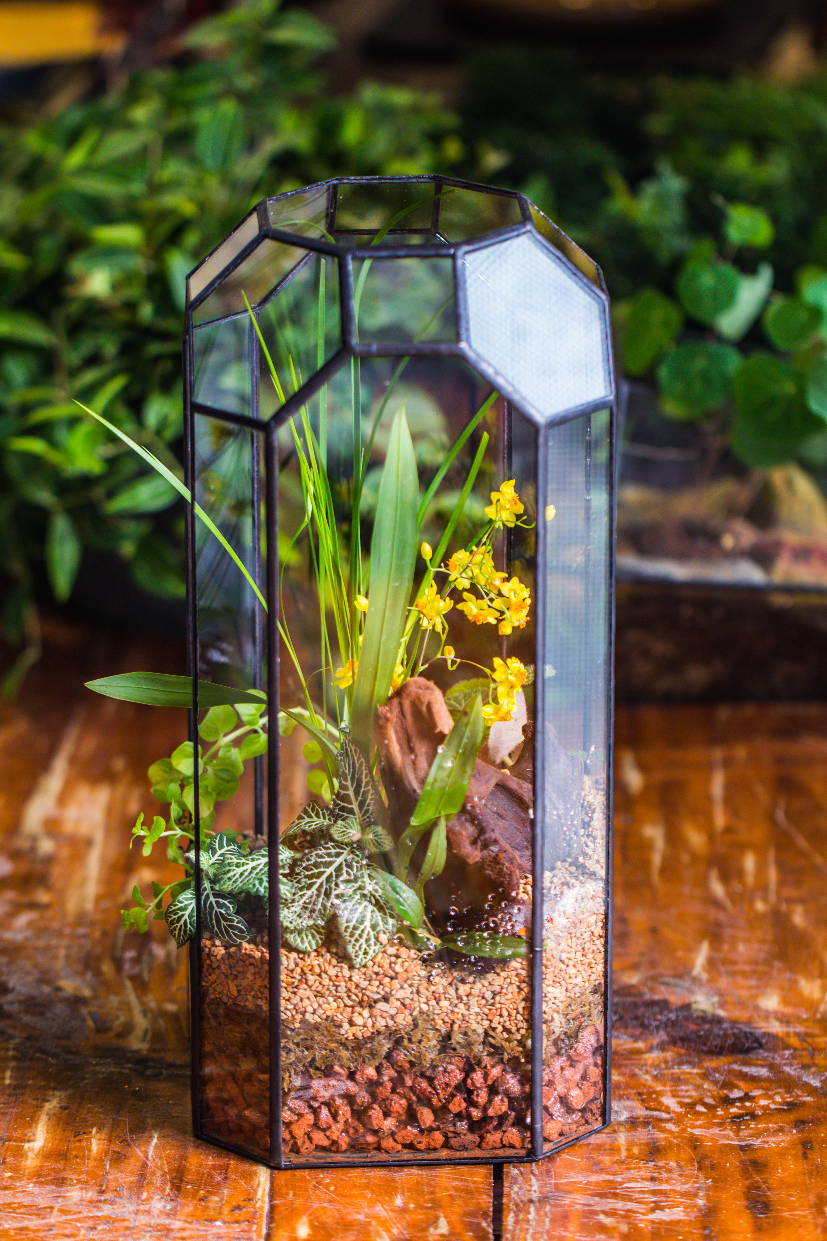 Vintage Tall Octagon Geometric Tin Glass Terrarium , 12.6" , open, suitable for tall plants, orchid, small begonia Pitcher, Micro landscape   -with warm light set - NCYPgarden