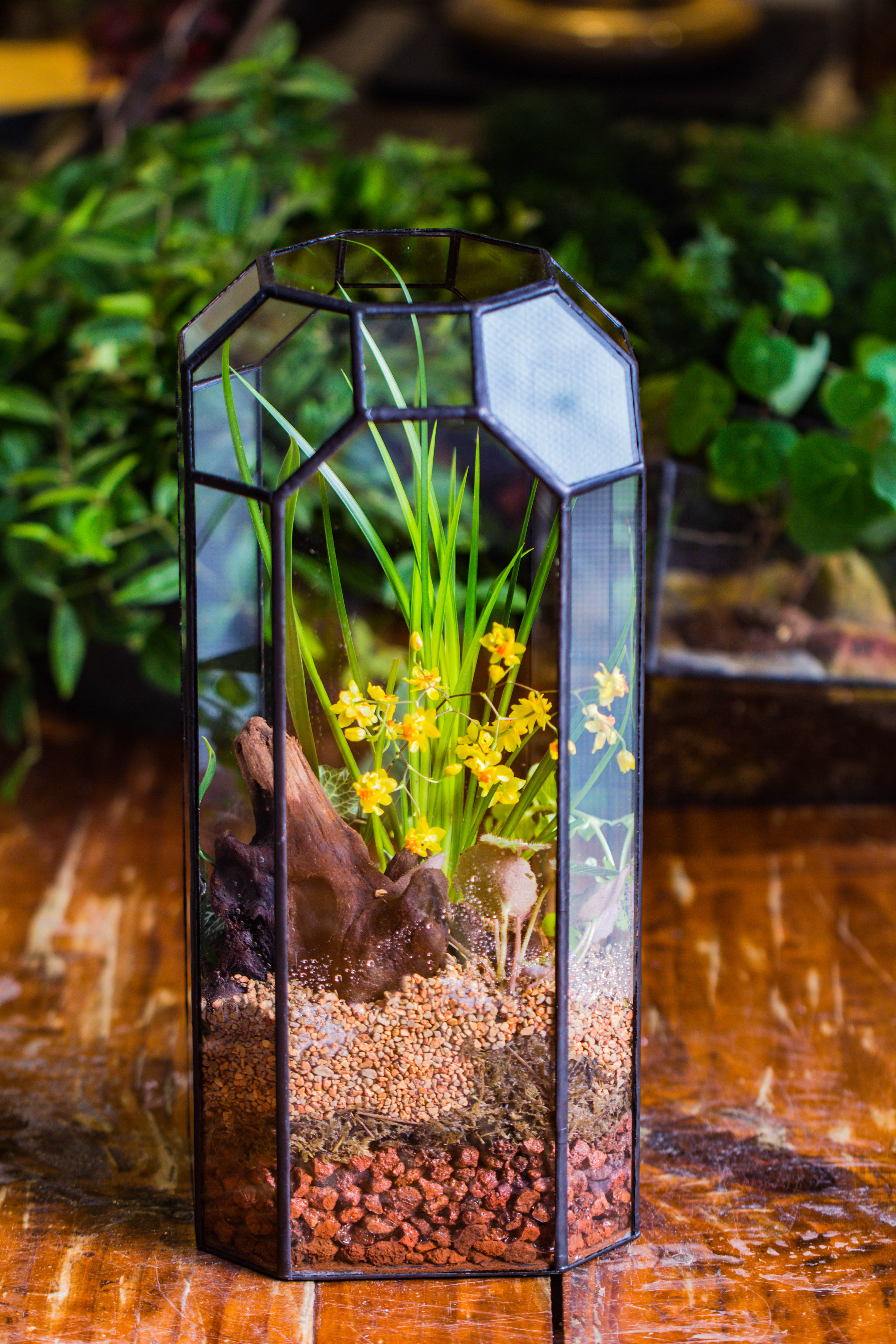 Vintage Tall Octagon Geometric Tin Glass Terrarium , 12.6" , open, suitable for tall plants, orchid, small begonia Pitcher, Micro landscape   -with warm light set - NCYPgarden