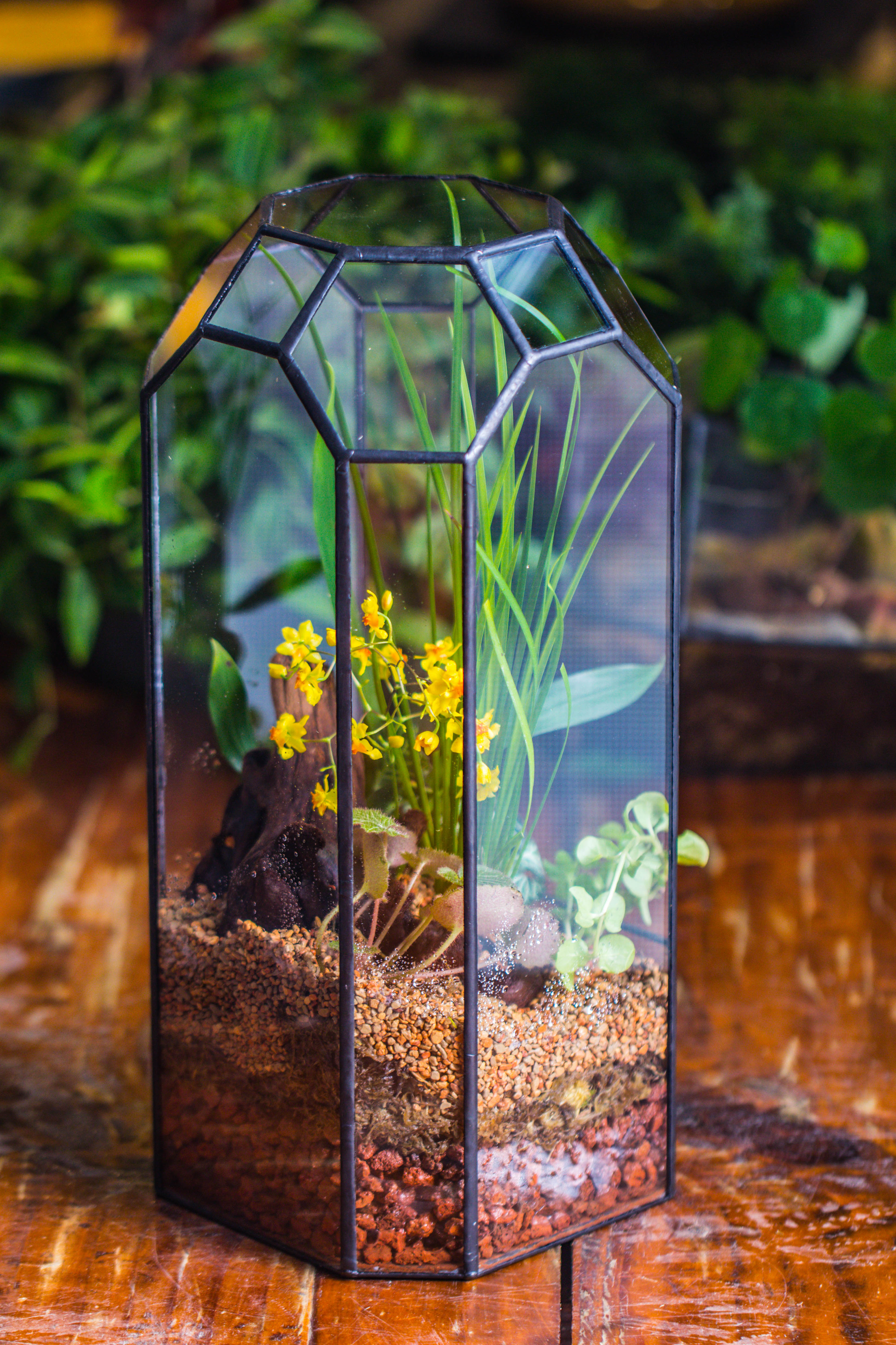 Vintage Tall Octagon Geometric Tin Glass Terrarium , 12.6" , open, suitable for tall plants, orchid, small begonia Pitcher, Micro landscape   -with warm light set - NCYPgarden