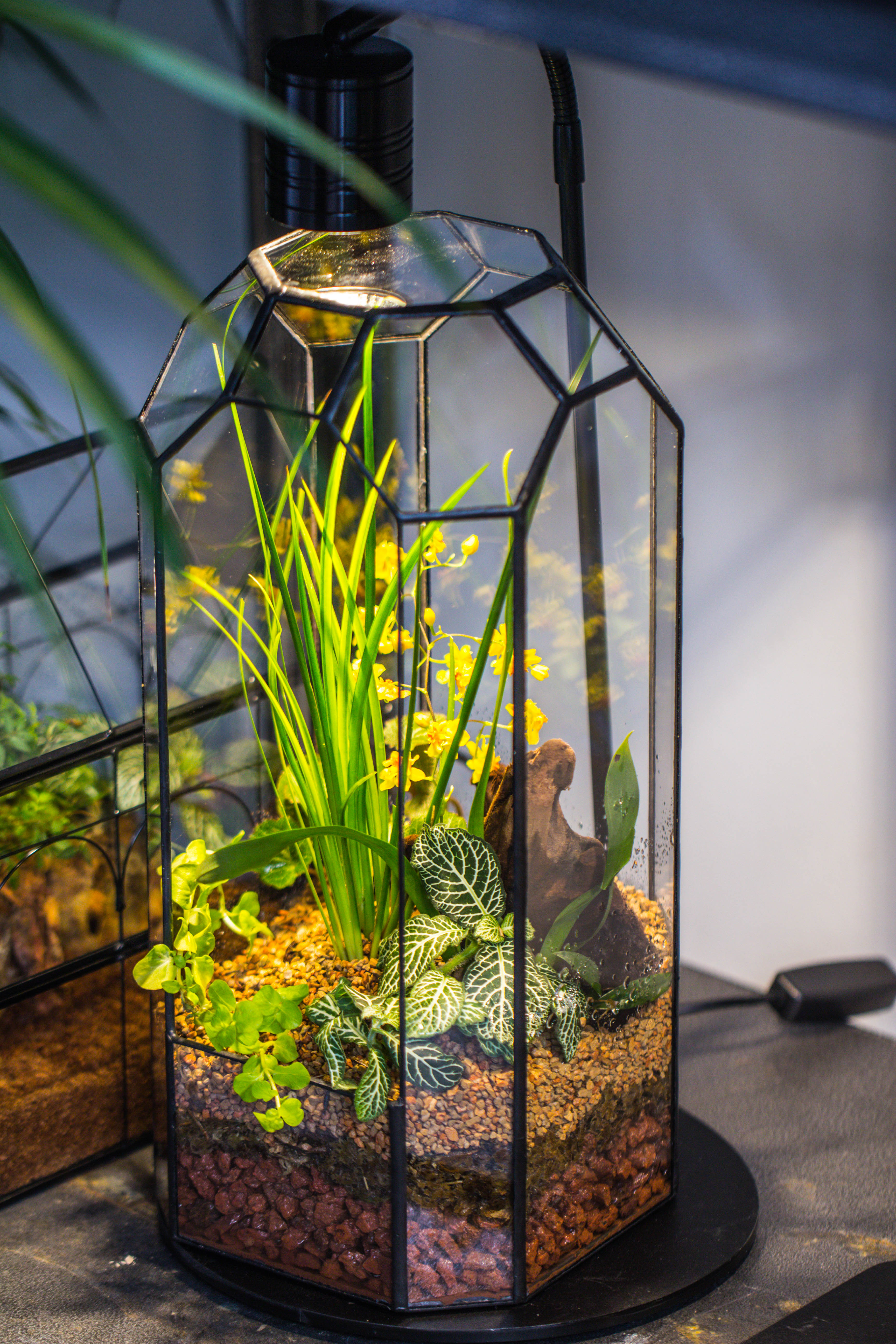 Vintage Tall Octagon Geometric Tin Glass Terrarium , 12.6" , open, suitable for tall plants, orchid, small begonia Pitcher, Micro landscape   -with warm light set - NCYPgarden